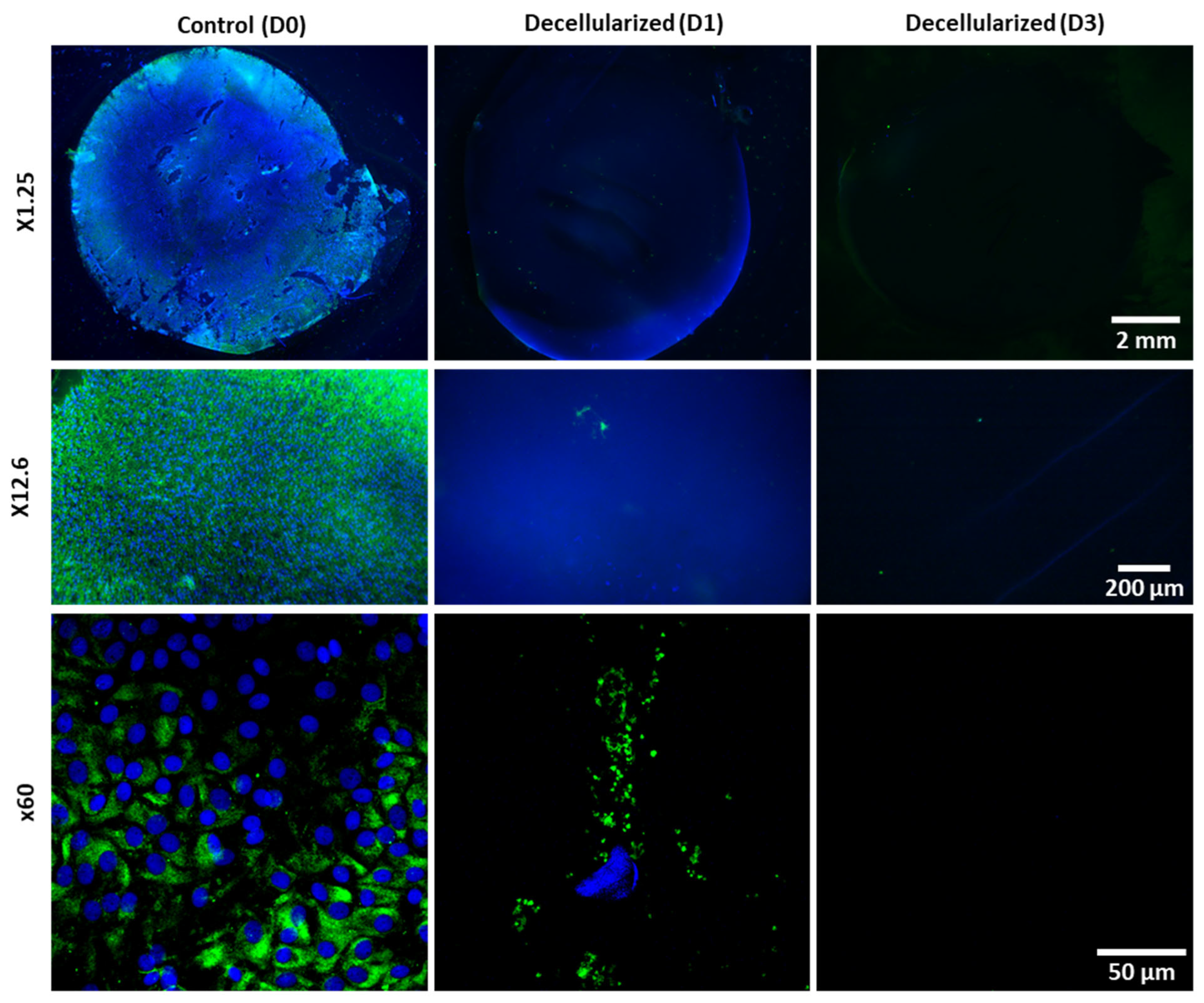 Bioengineering 11 00255 g004