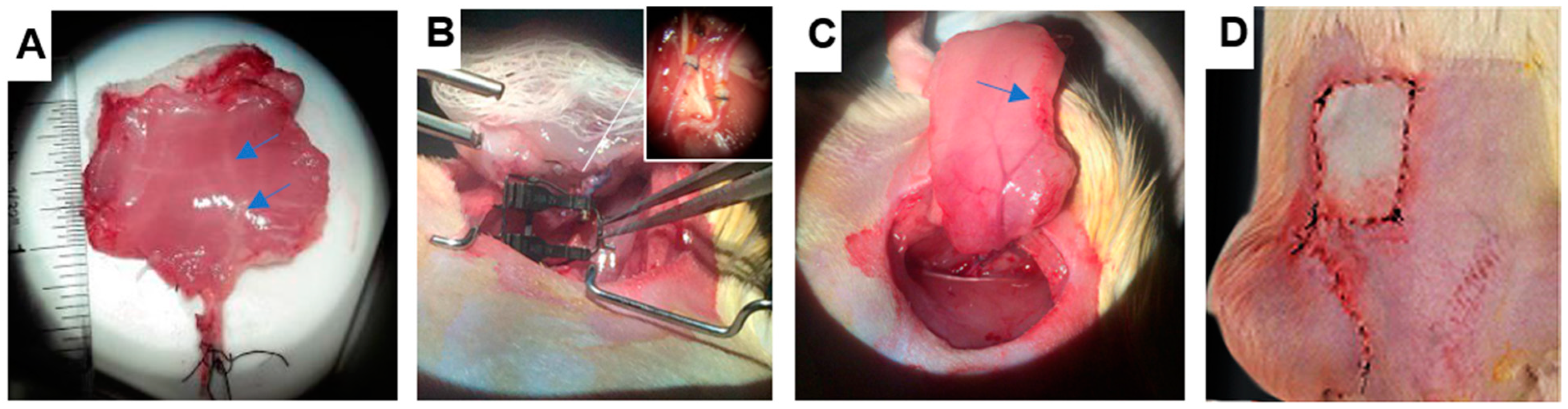 Bioengineering 11 00307 g001