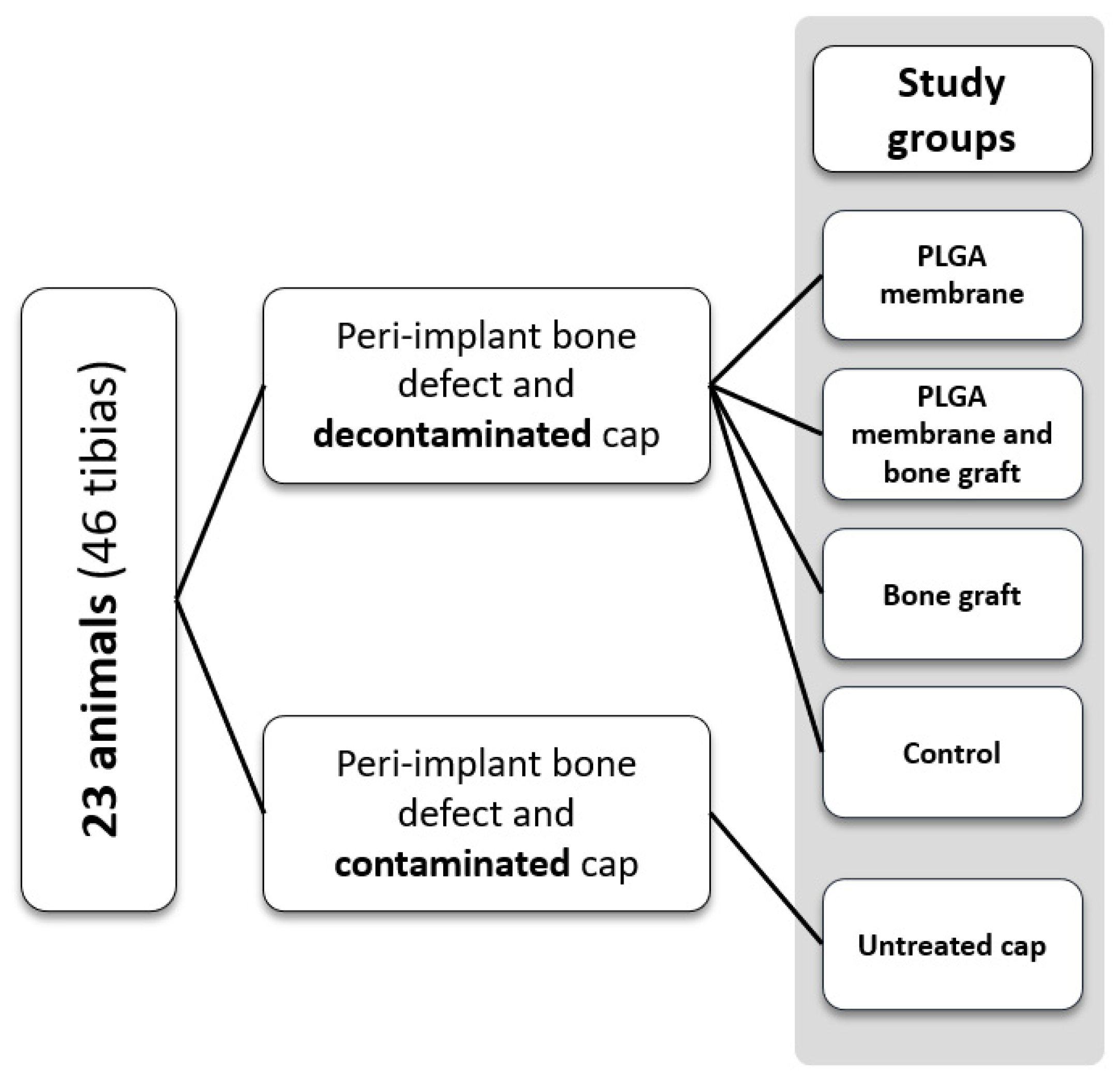 Bioengineering 11 00397 g001
