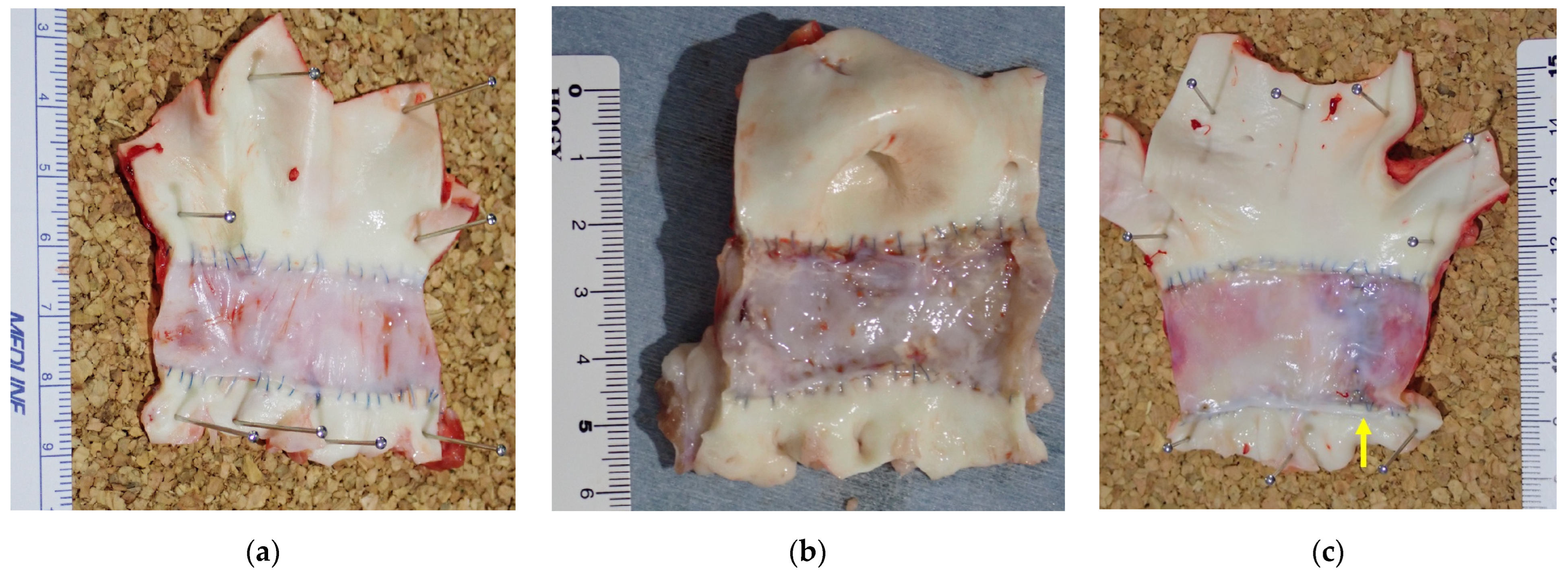 Bioengineering 11 00405 g004