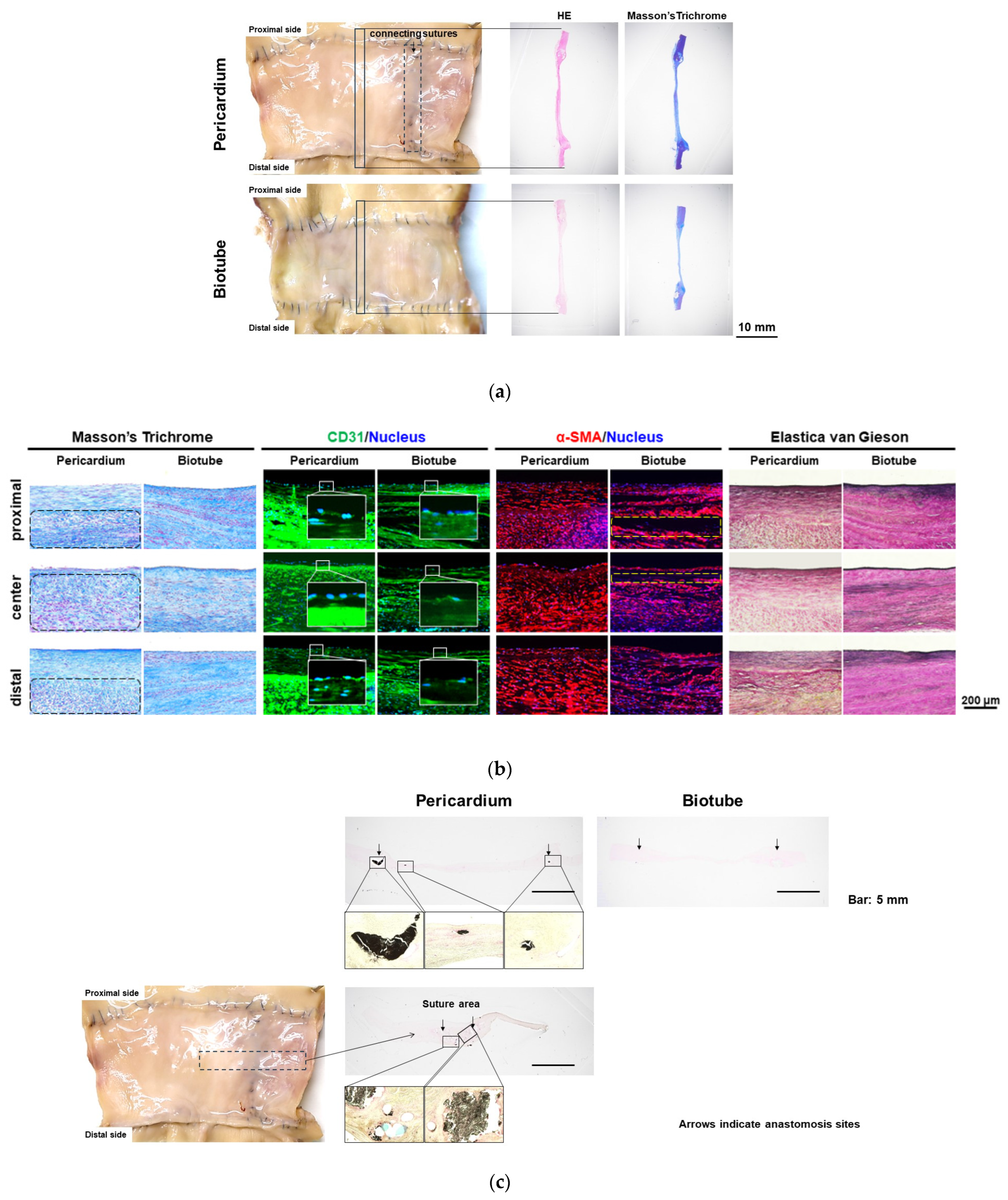 Bioengineering 11 00405 g005