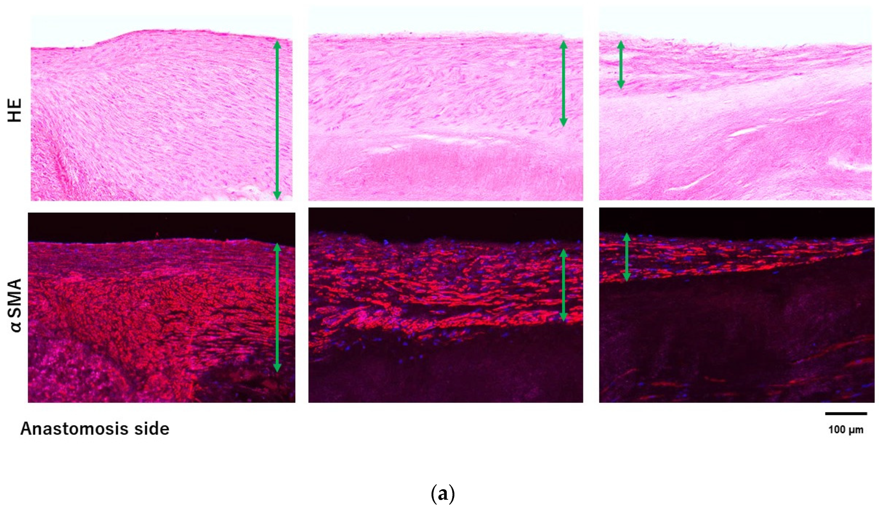 Bioengineering 11 00405 g007a
