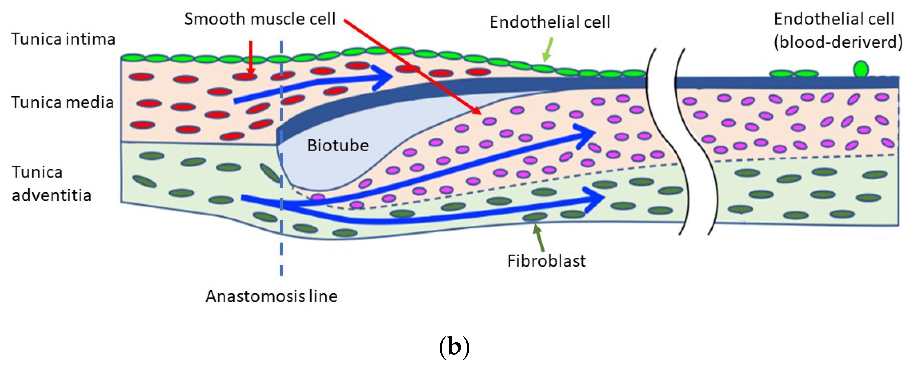 Bioengineering 11 00405 g007b