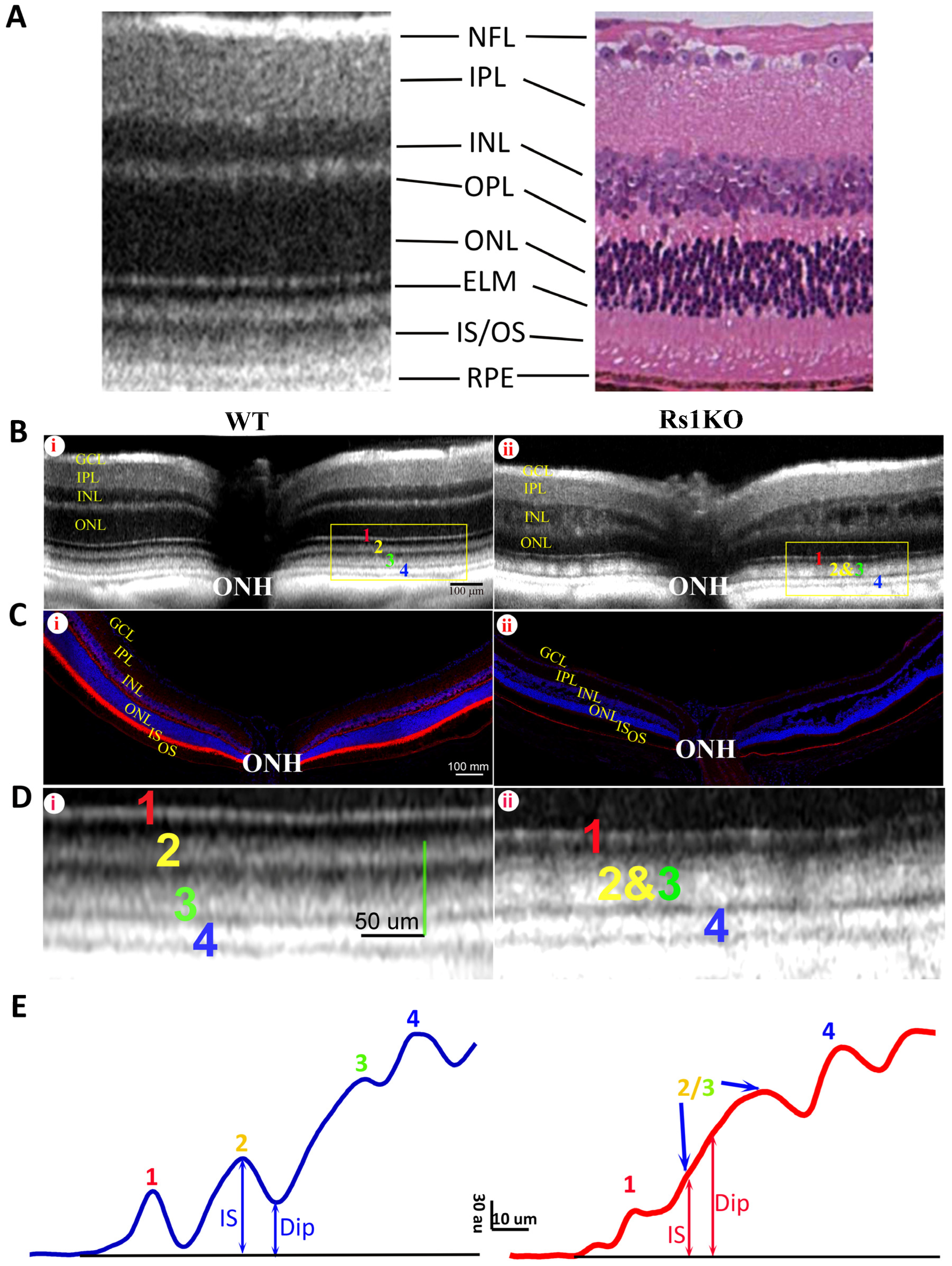 Bioengineering 11 00449 g001