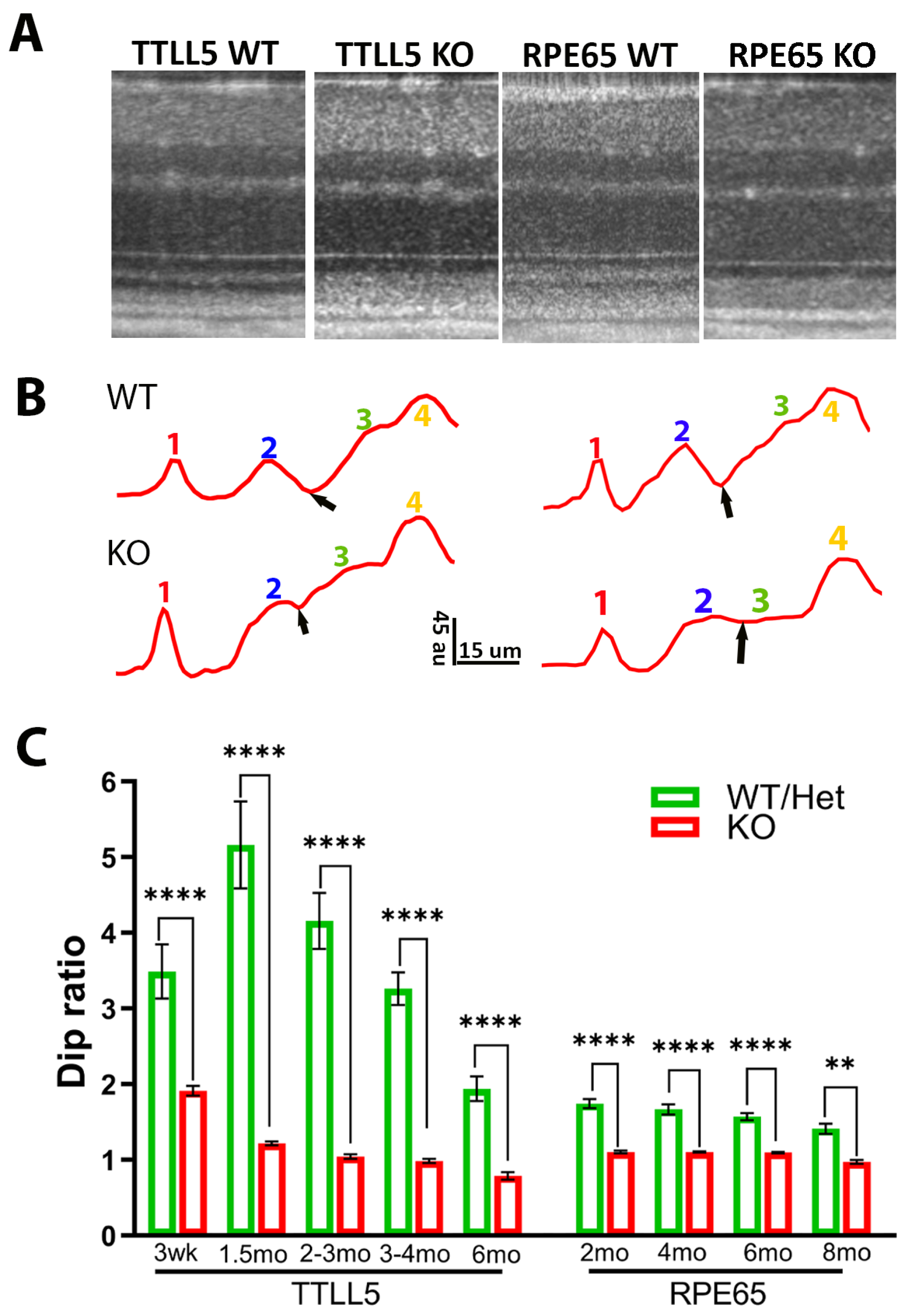 Bioengineering 11 00449 g006