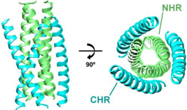 Biology 01 00311 i001