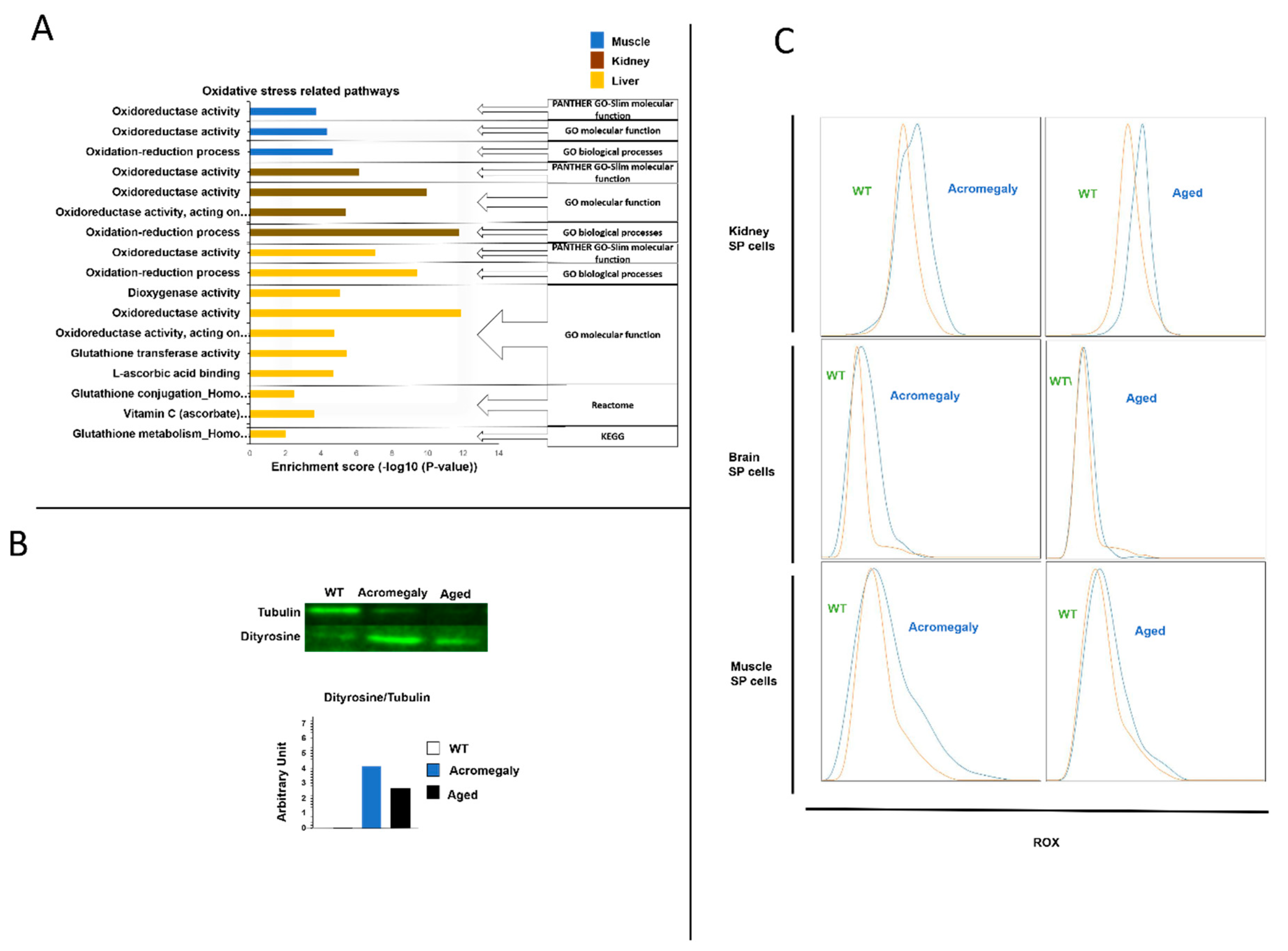 Biology 09 00120 g004 Biology 09 00120 g004