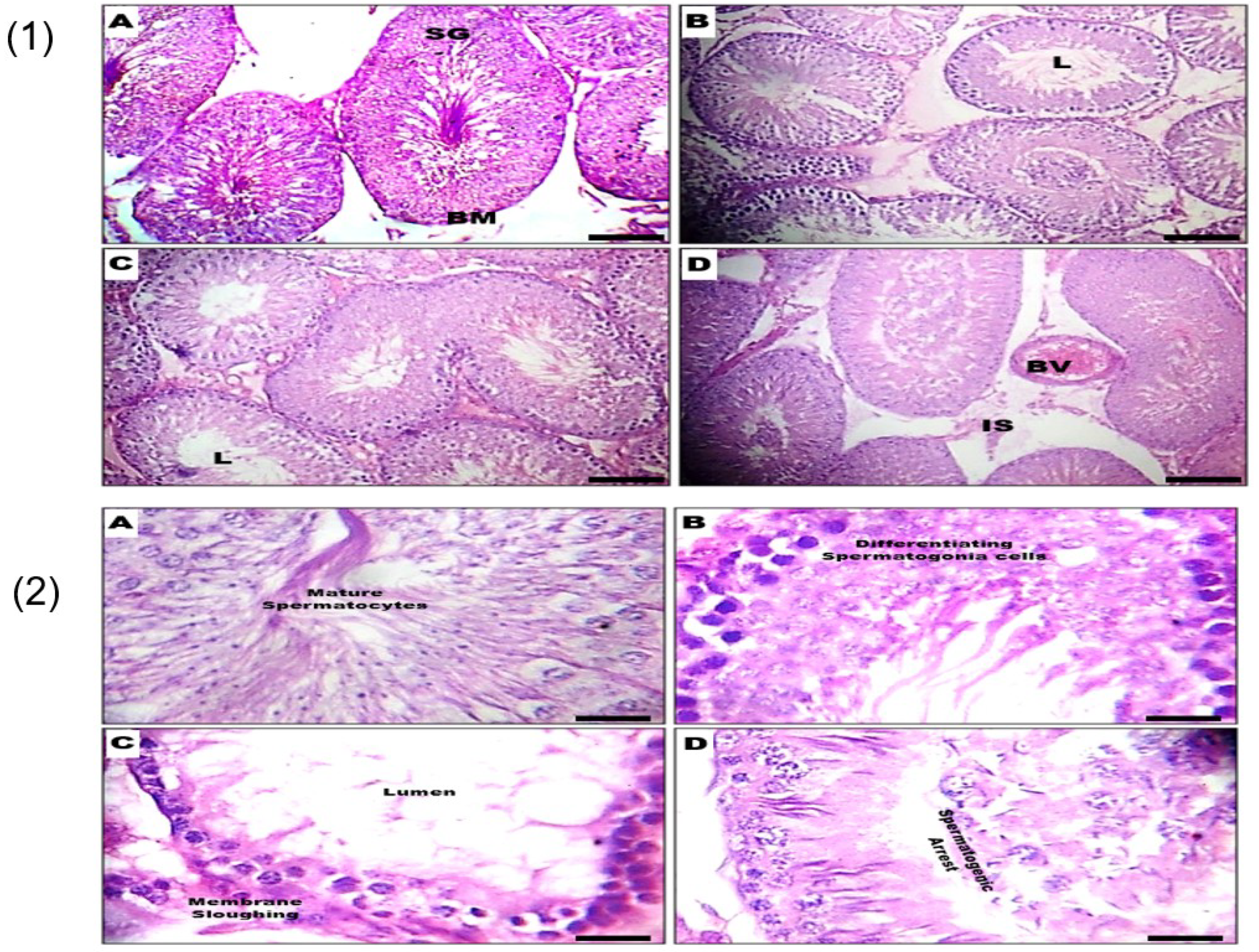 Biology 09 00246 g003