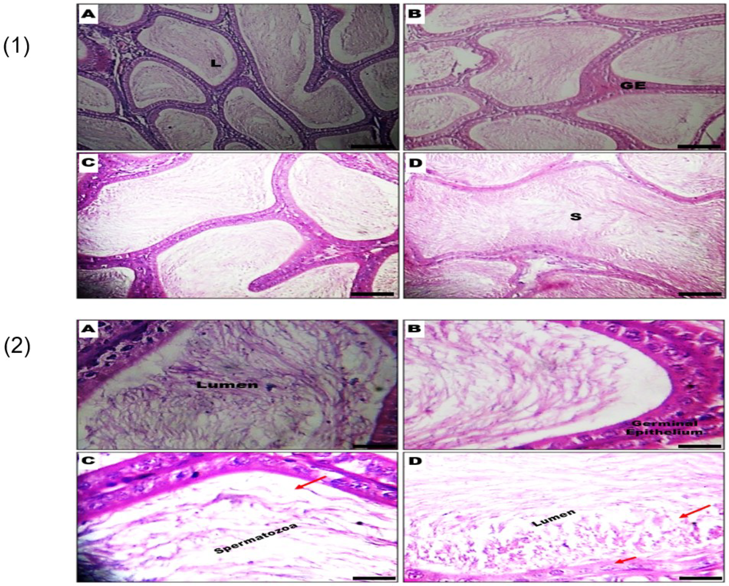 Biology 09 00246 g004