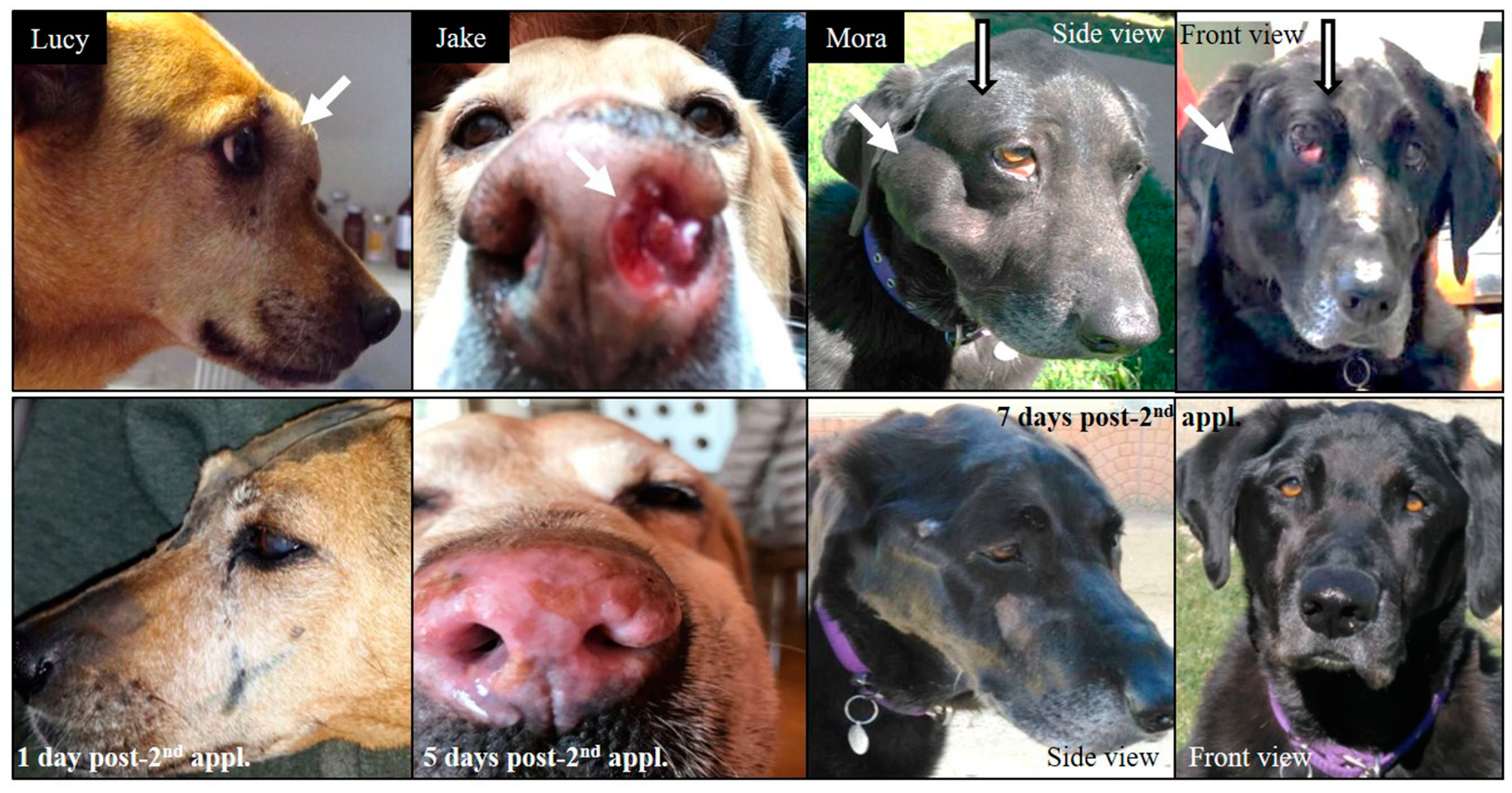 Biology 09 00327 g003