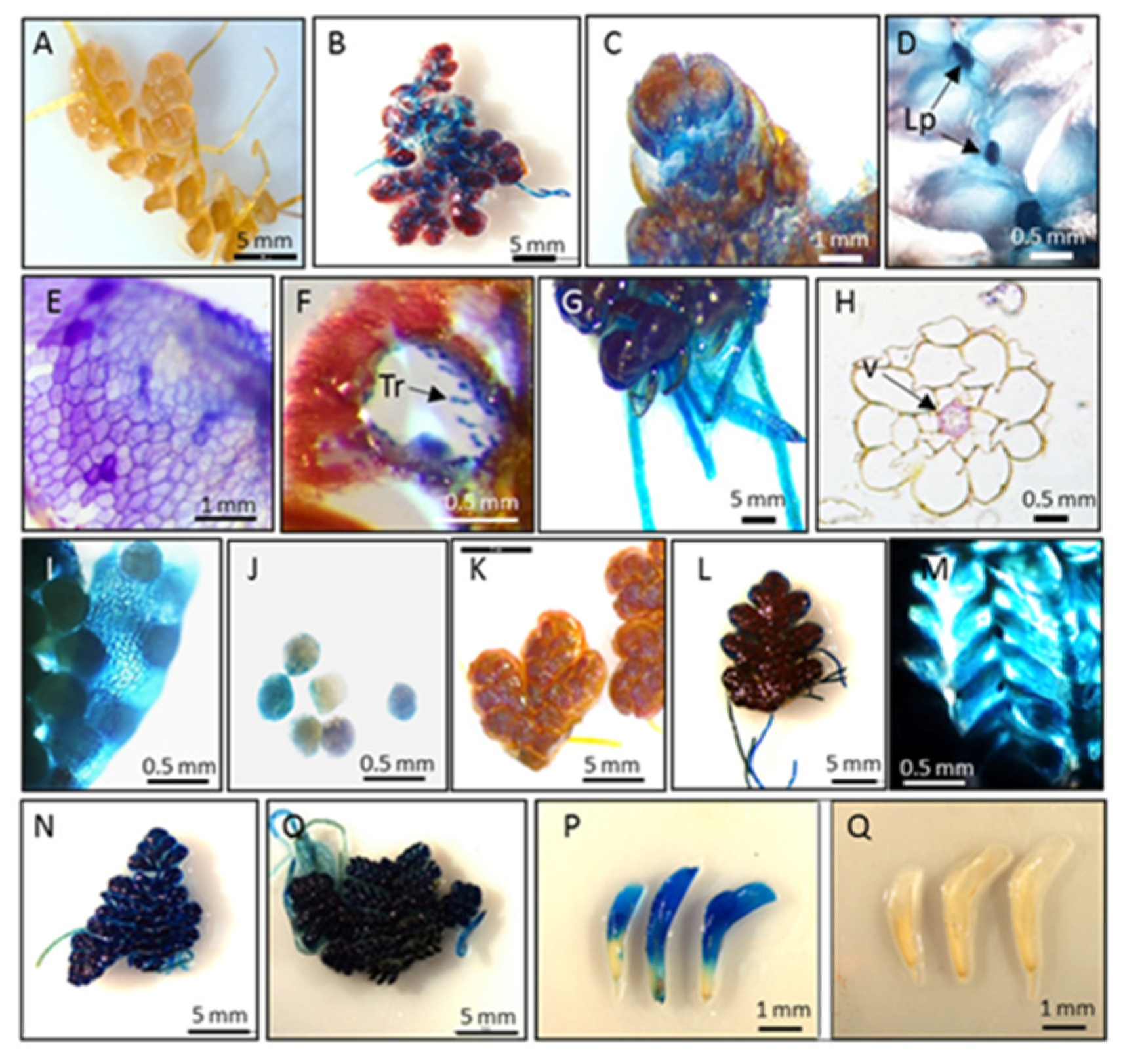 Biology 09 00342 g003