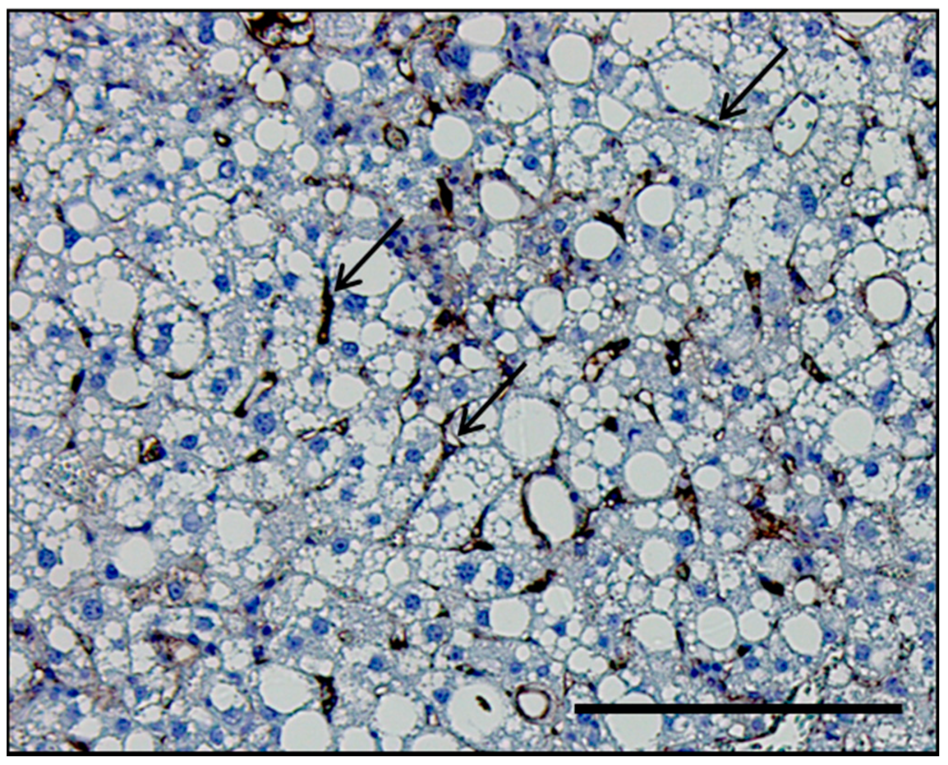 Biology 09 00395 g001