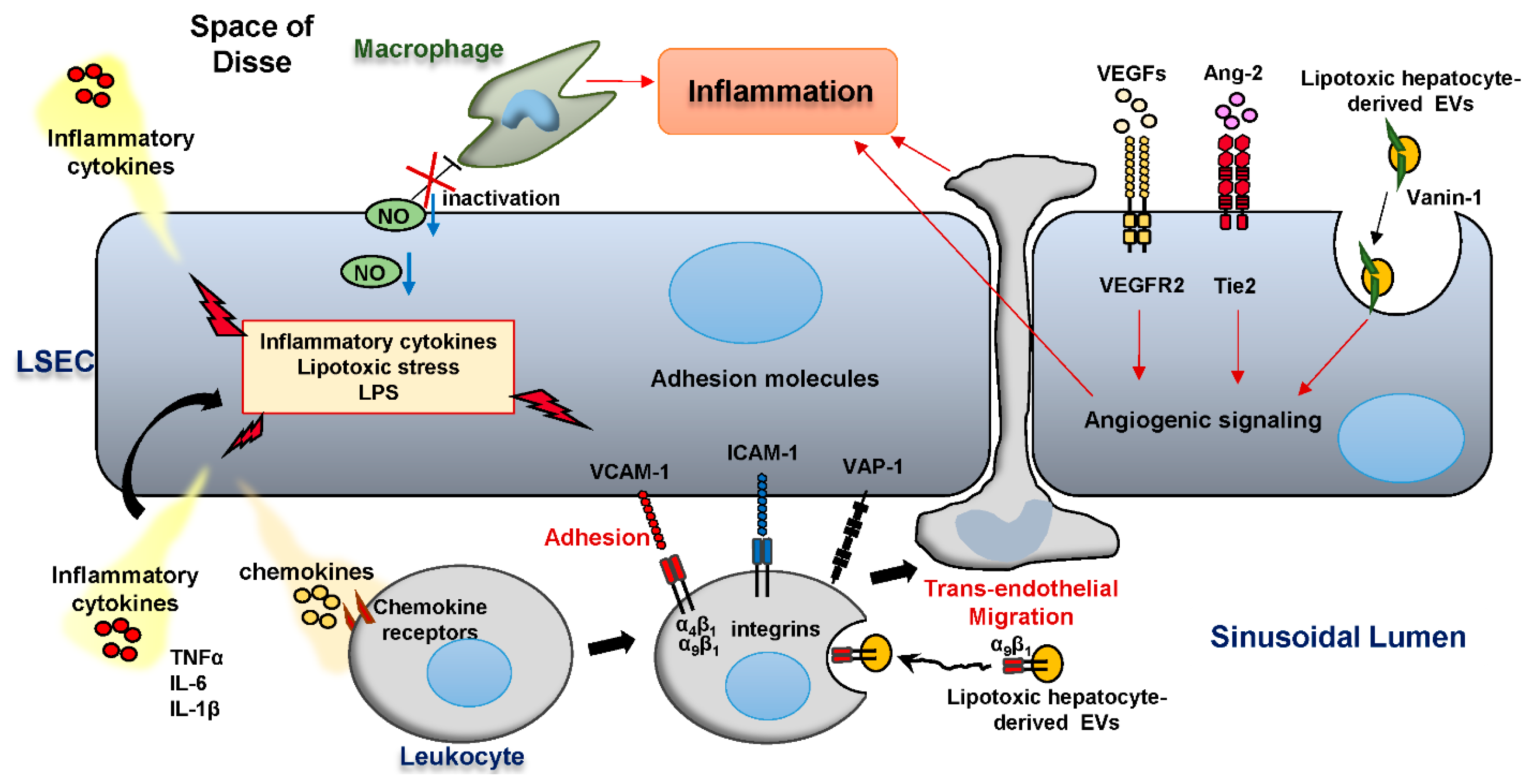 Biology 09 00395 g003