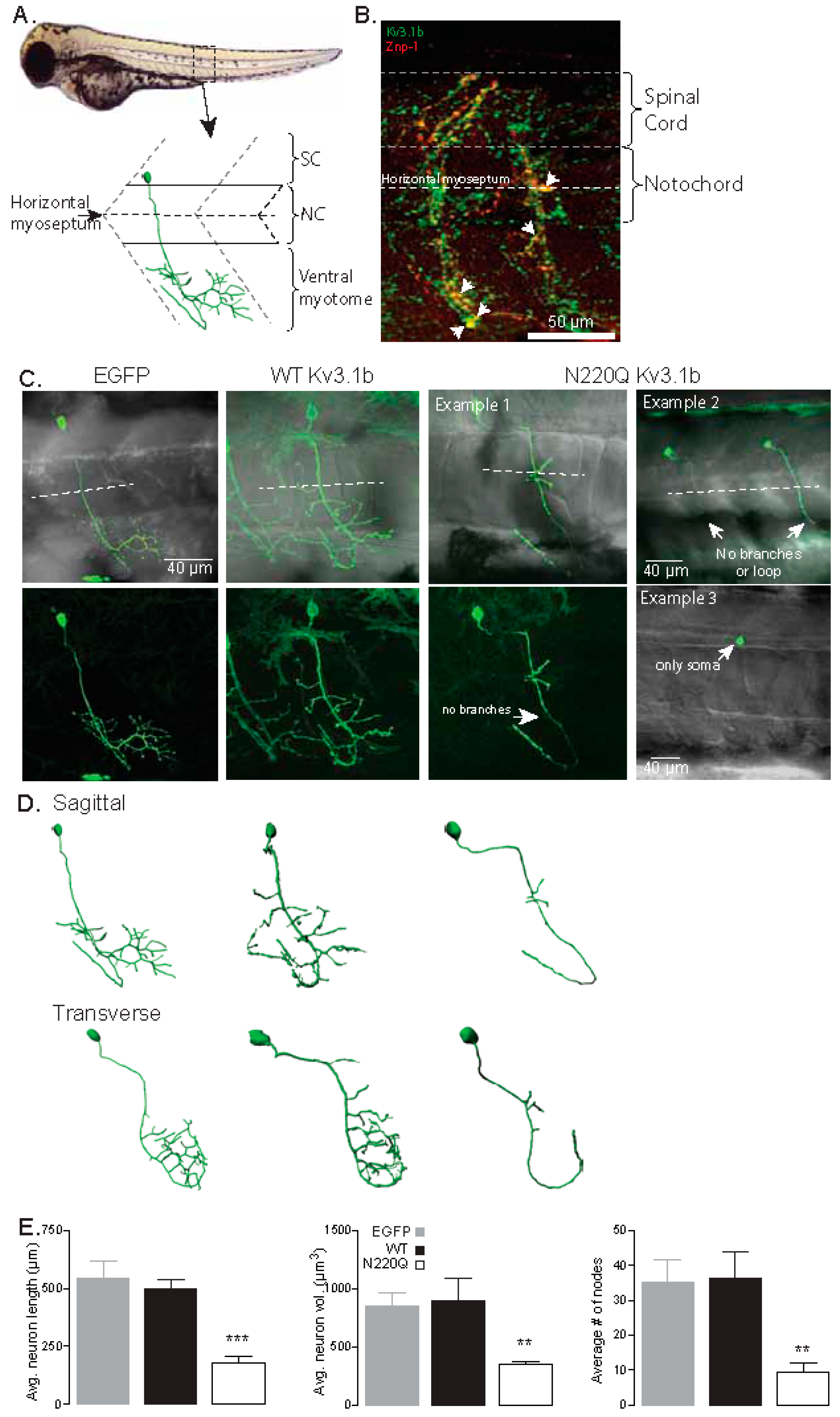 Biology 10 00486 g001