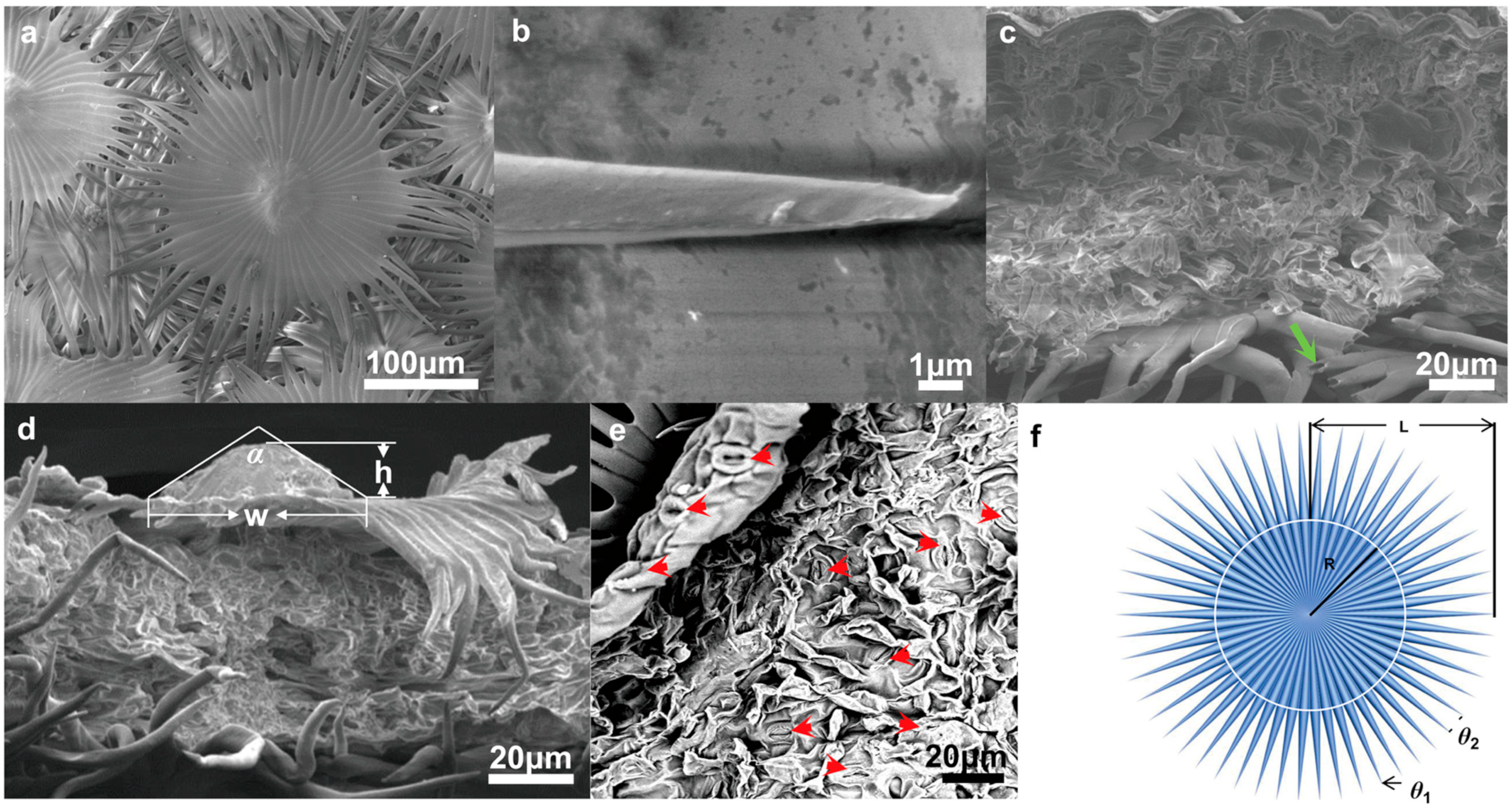 Biology 12 01024 g002