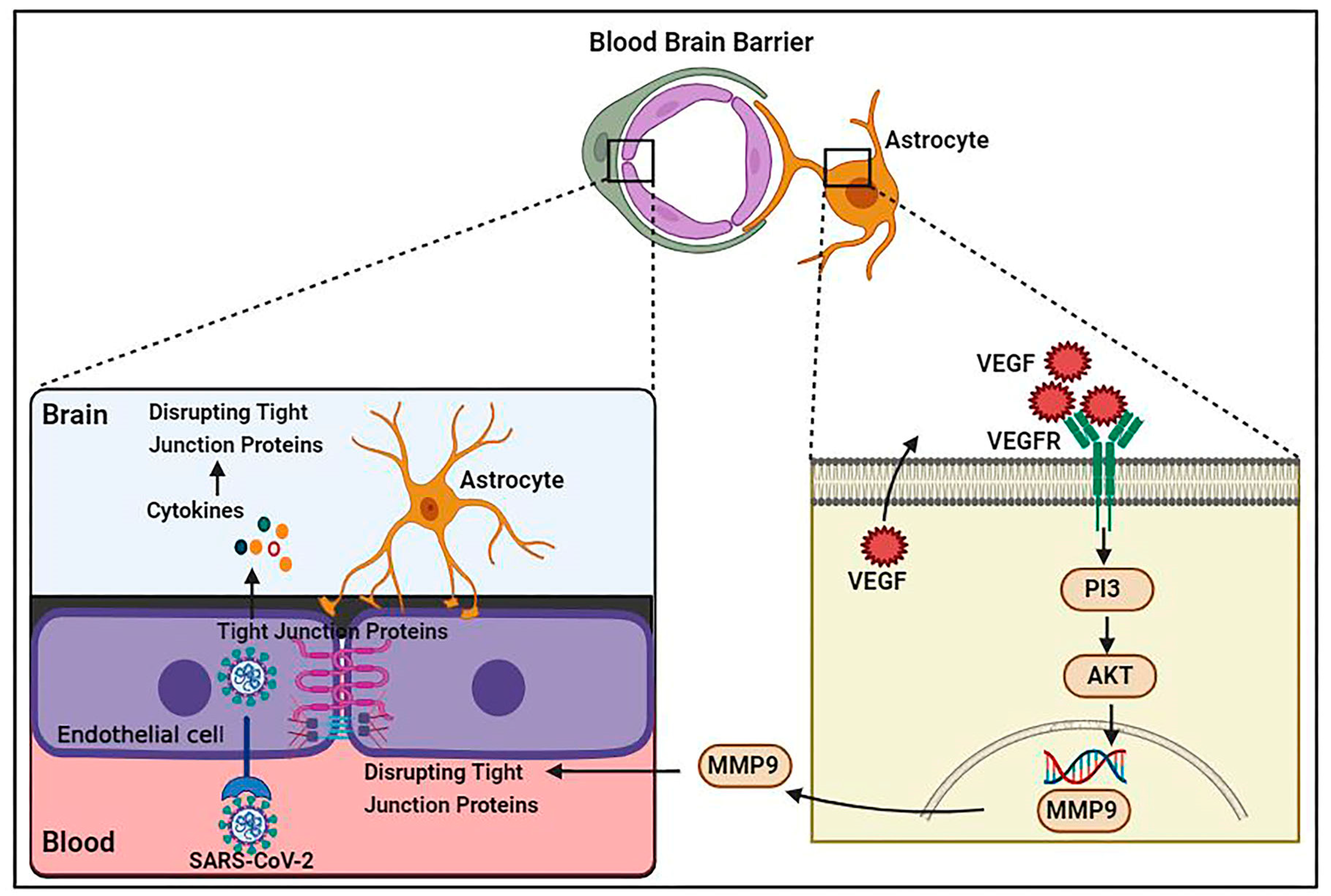 Biology 12 01106 g001