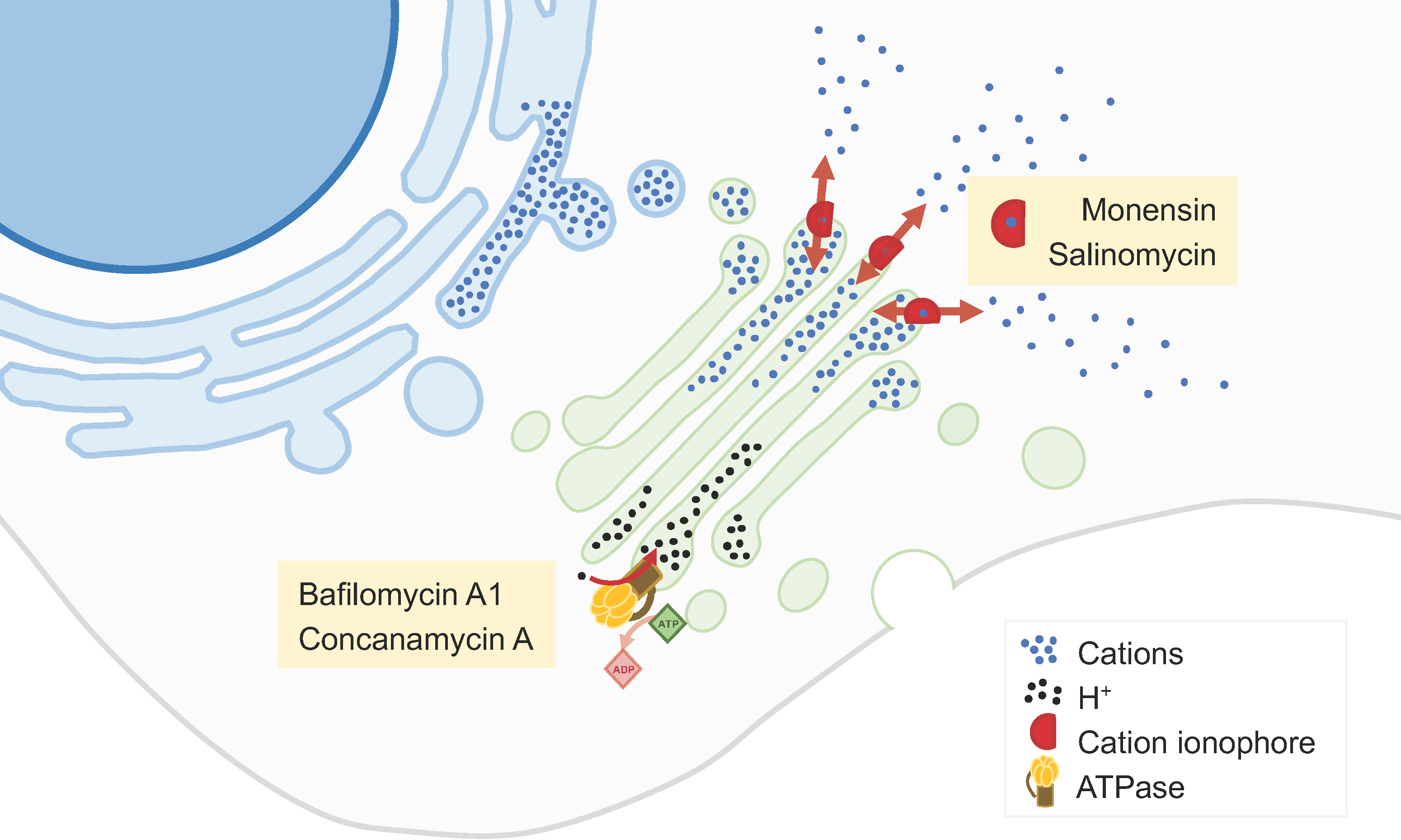 Biology 13 00001 g002