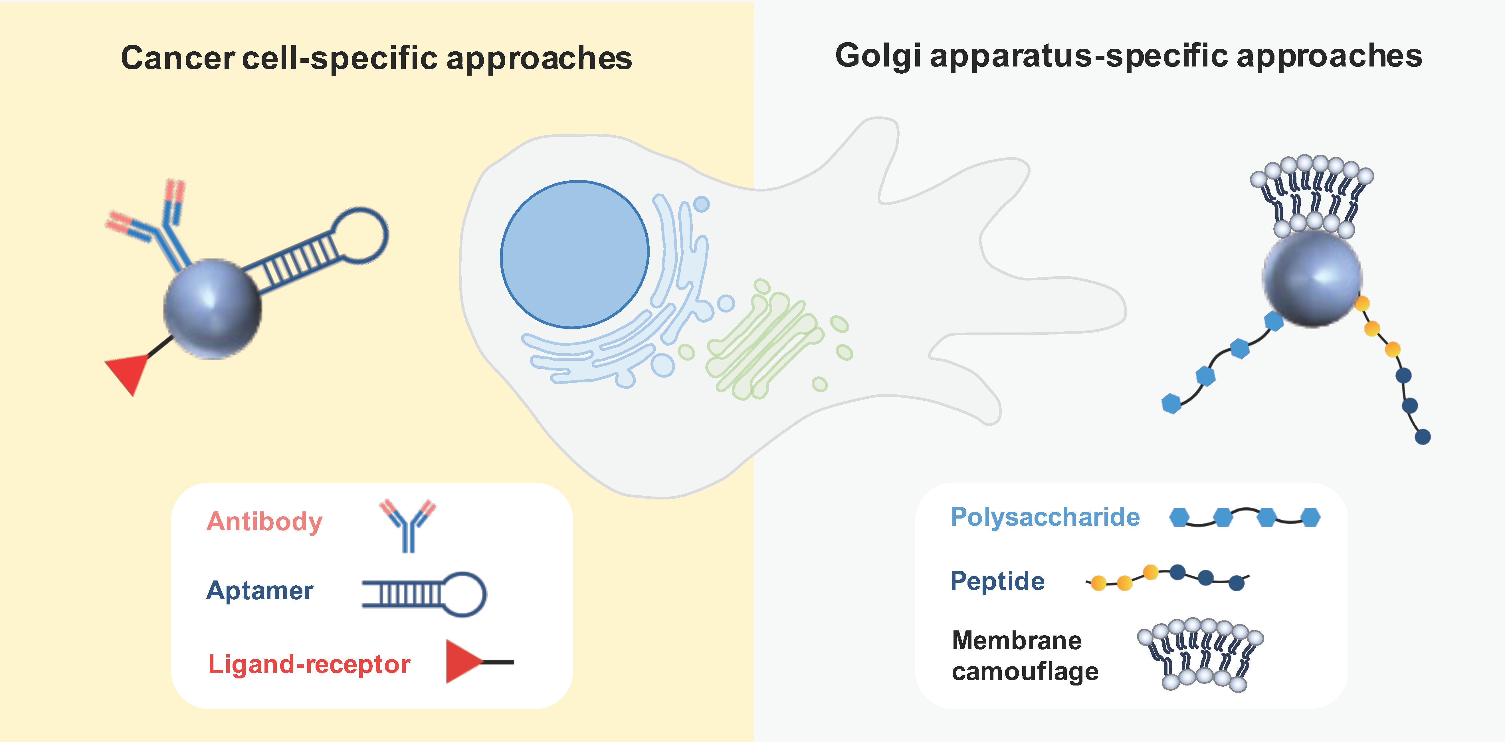 Biology 13 00001 g005