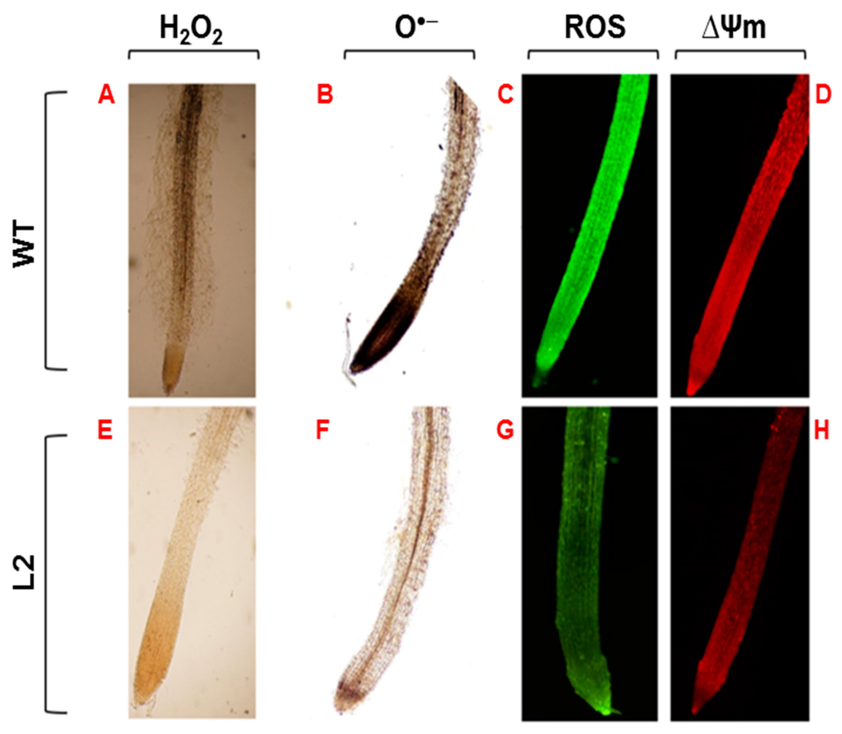 Biology 13 00128 g006