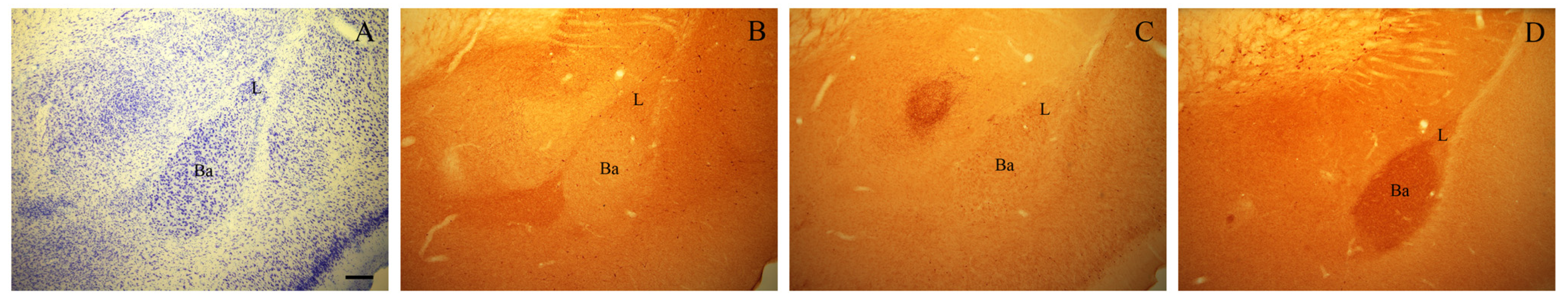 Biology 13 00155 g001