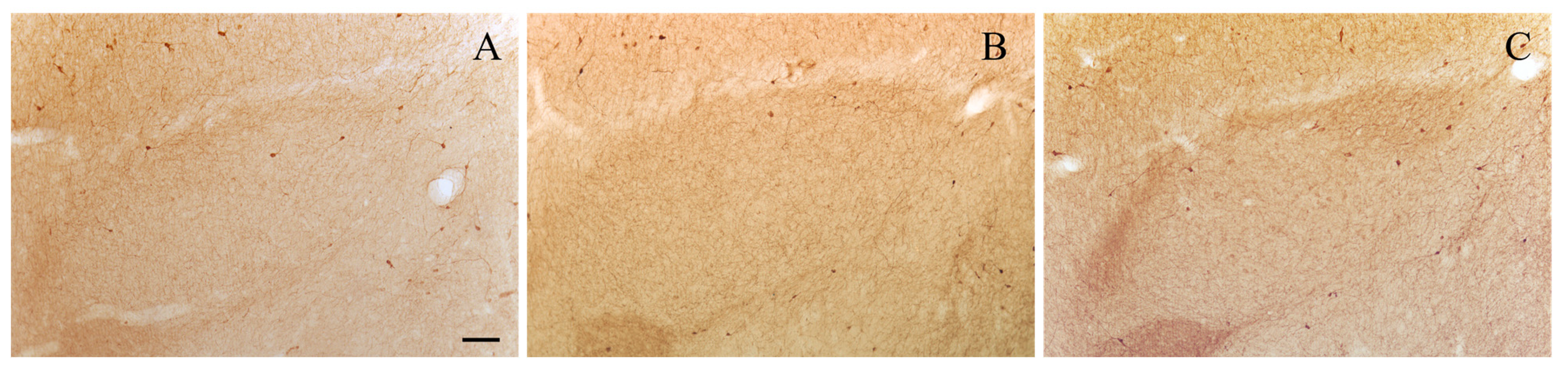 Biology 13 00155 g004