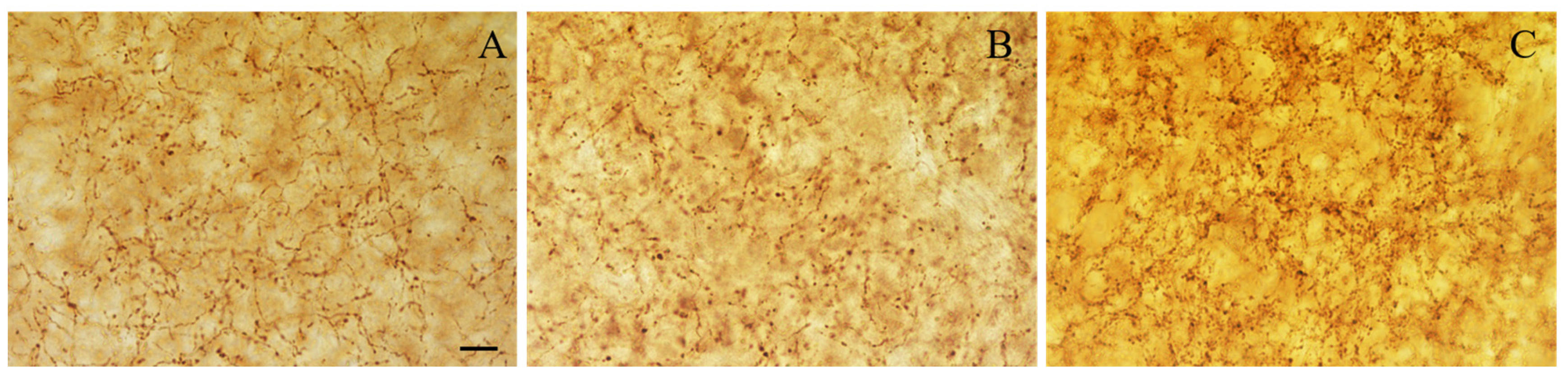 Biology 13 00155 g005