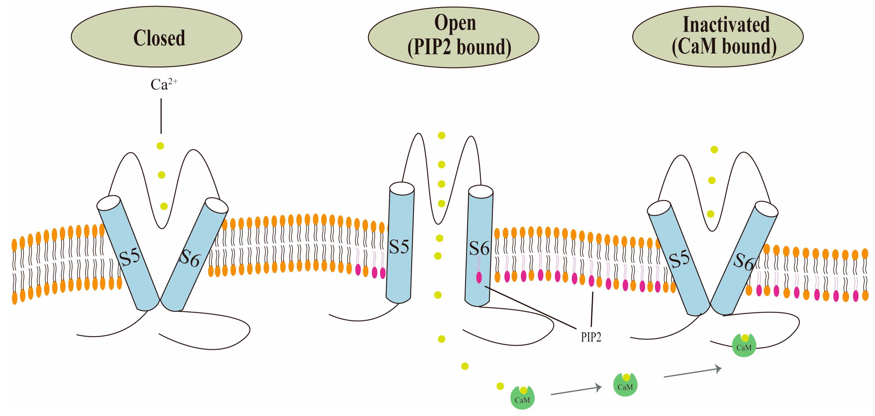 Biology 13 00168 g003