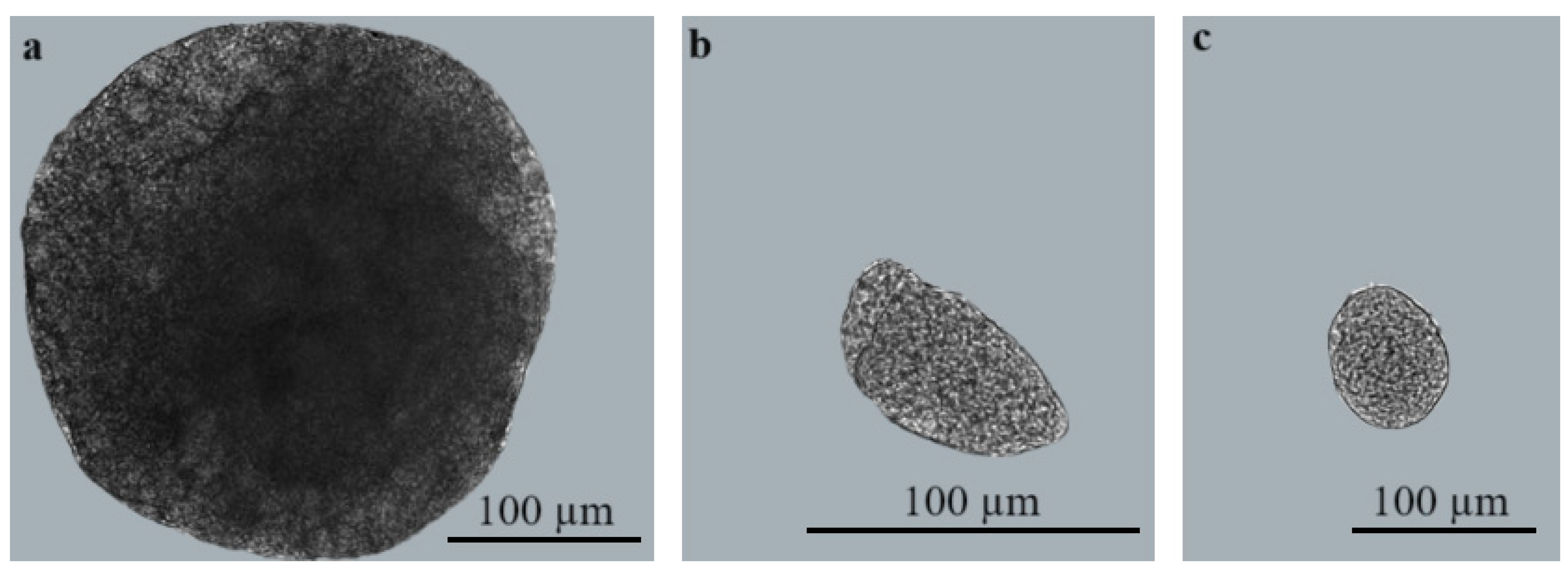 Biology 13 00264 g002