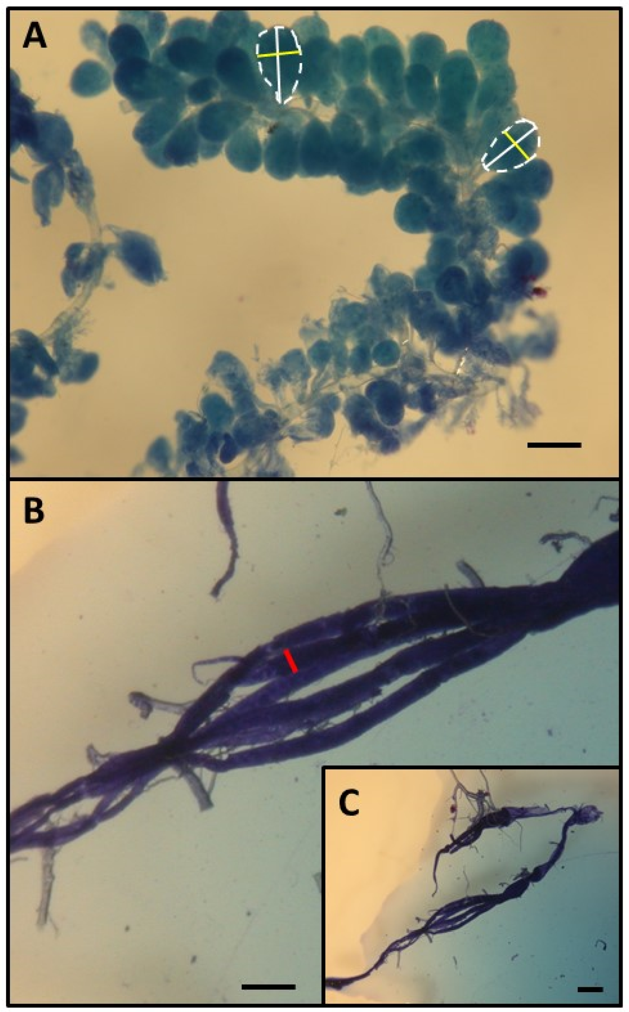 Biology 13 00287 g002