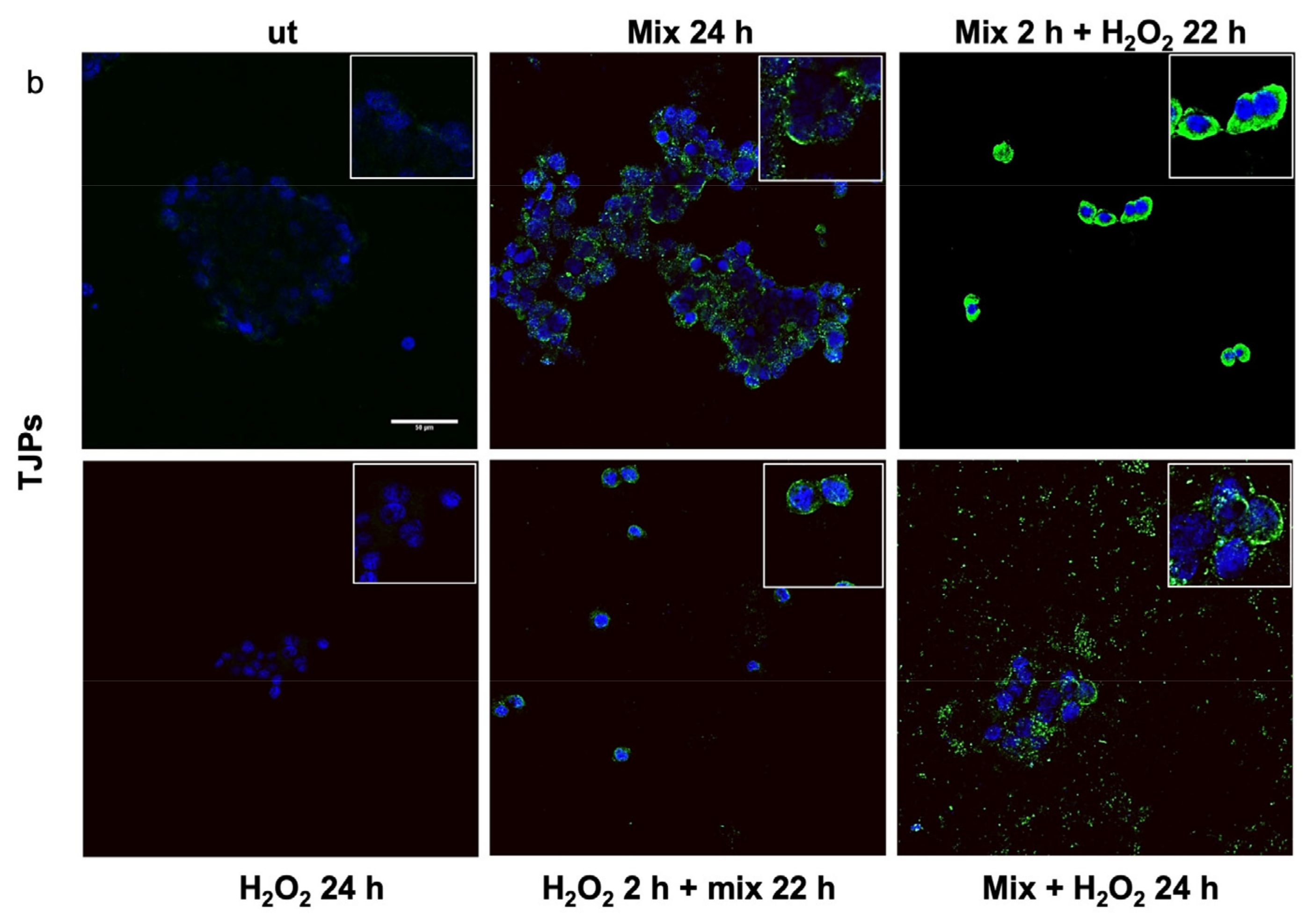 Biology 13 00296 g003b