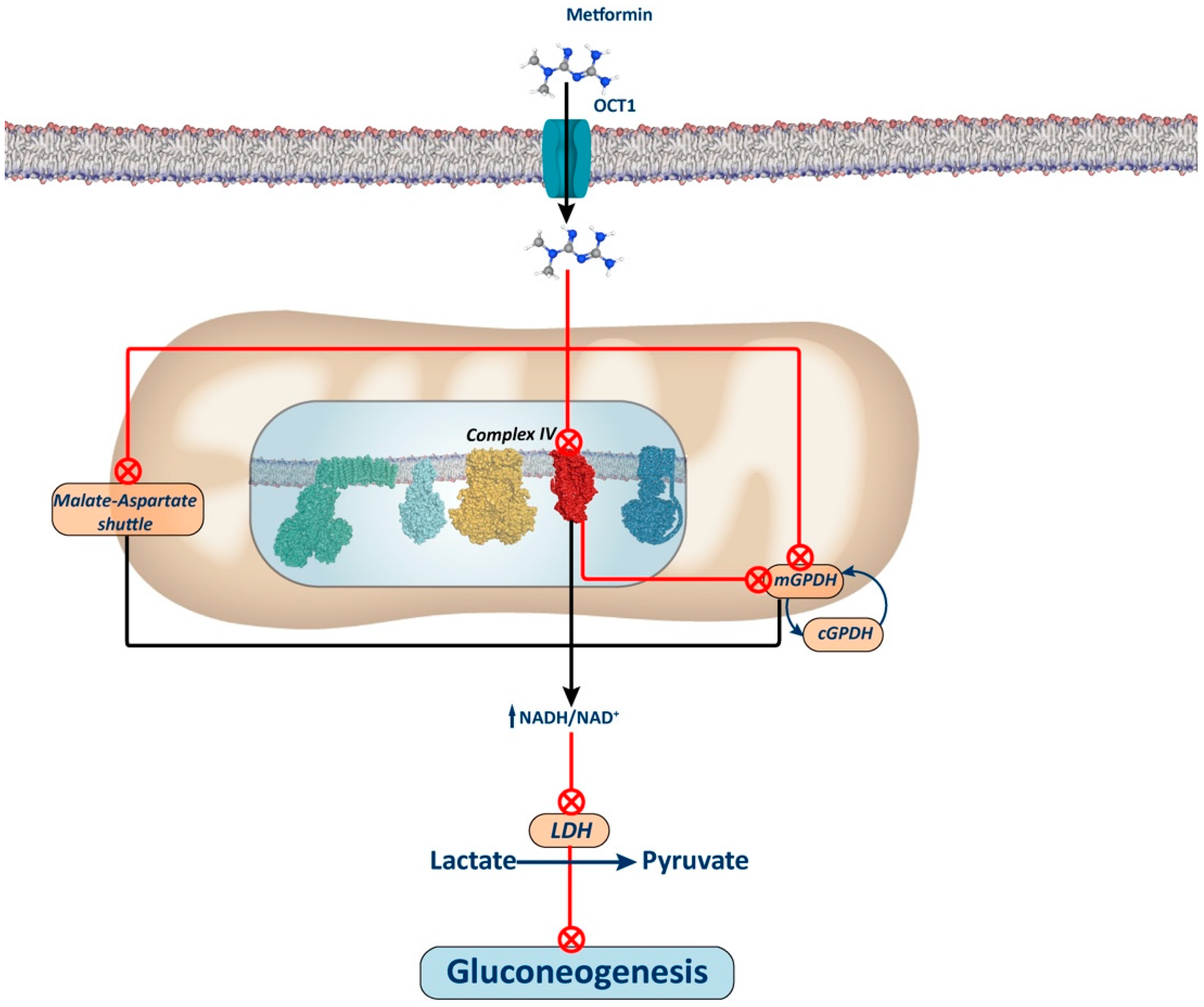 Biology 13 00302 g003