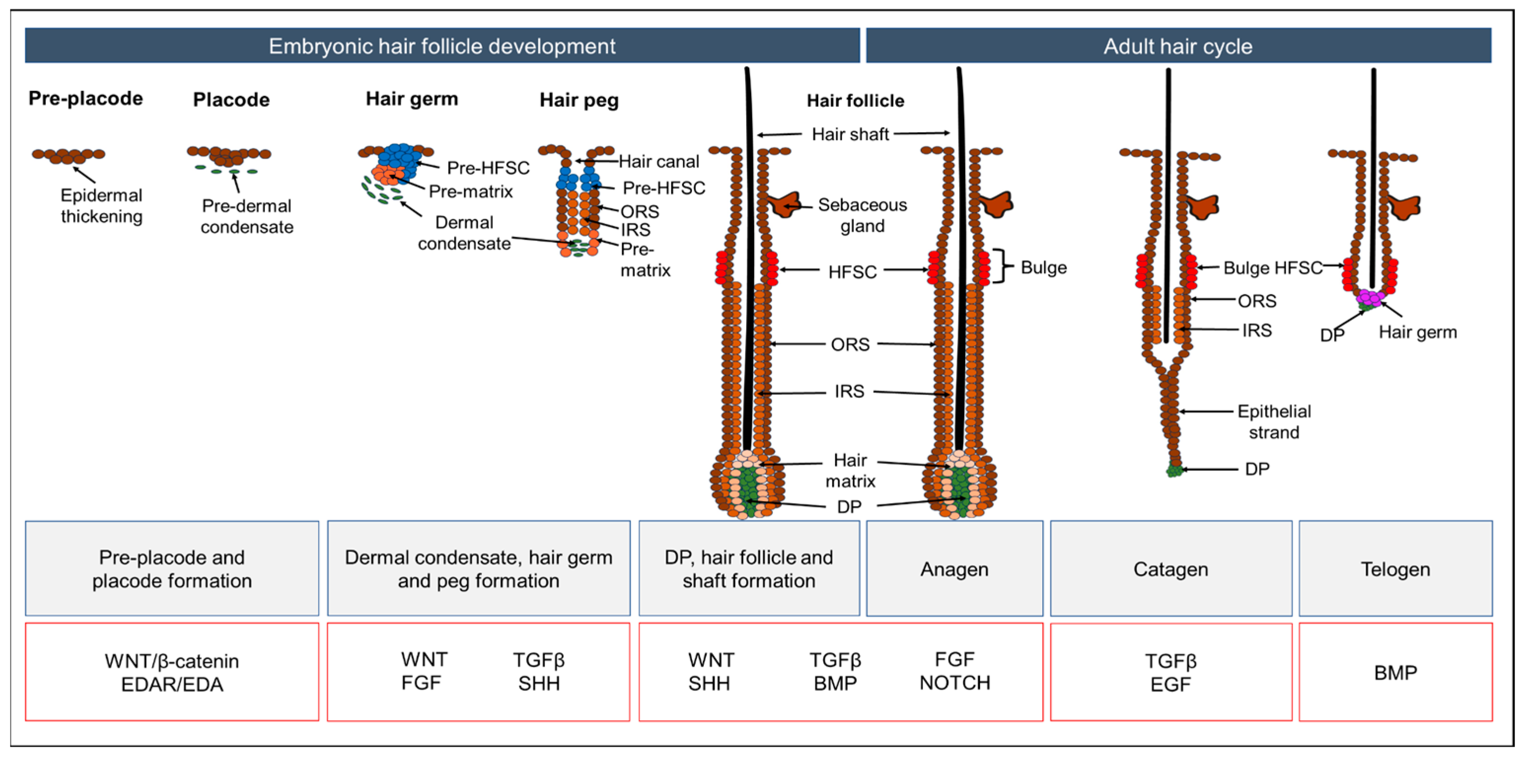 Biology 13 00312 g002