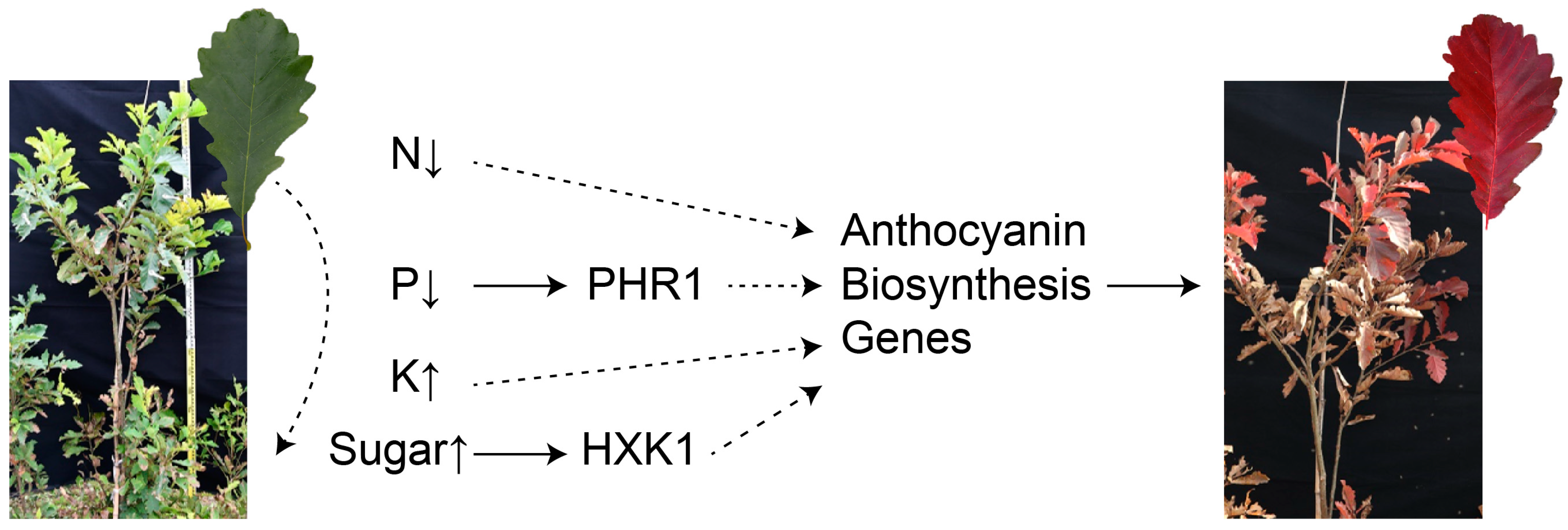 Biology 13 00329 g003