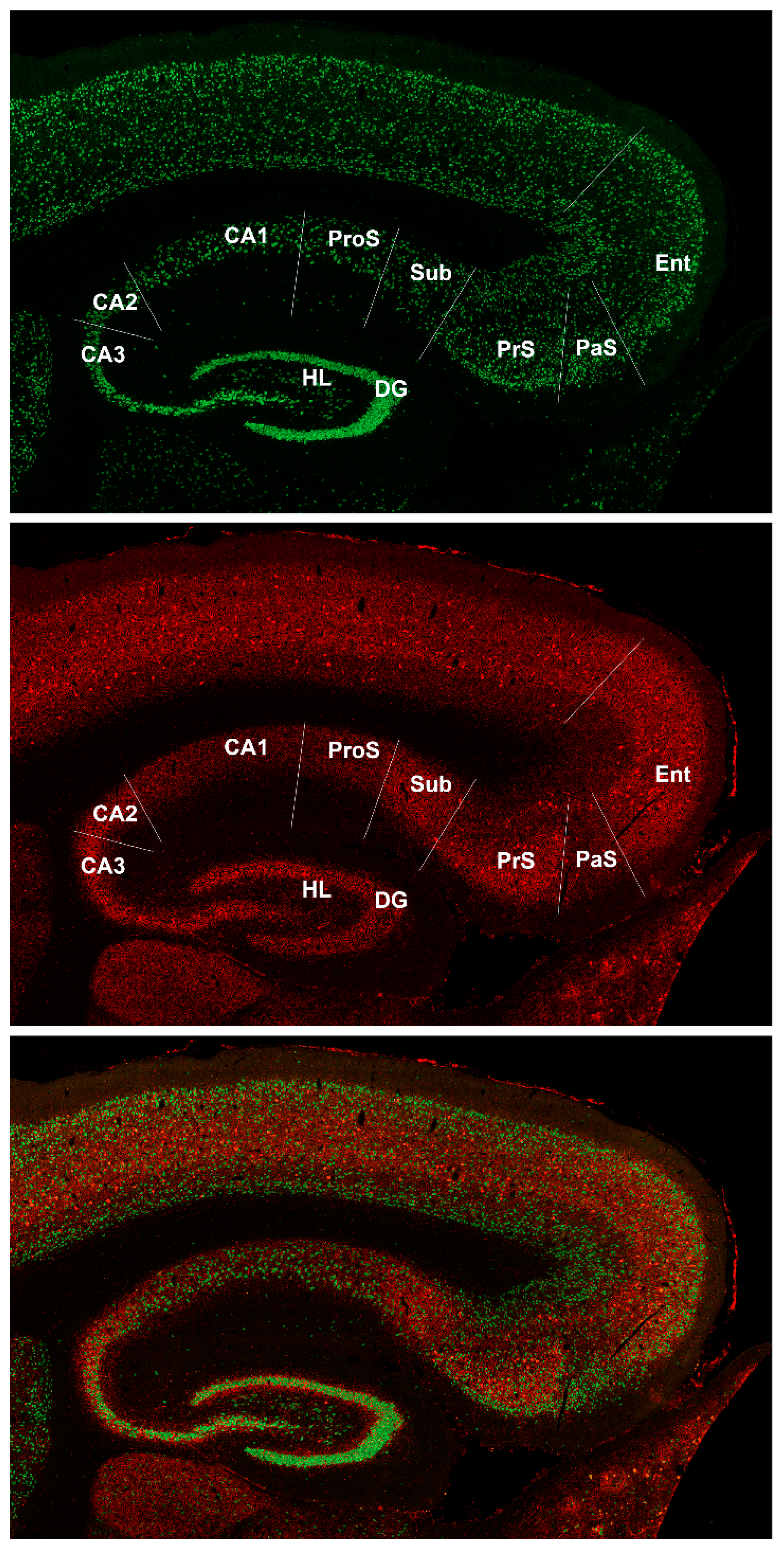 Biomedicines 09 01454 g002