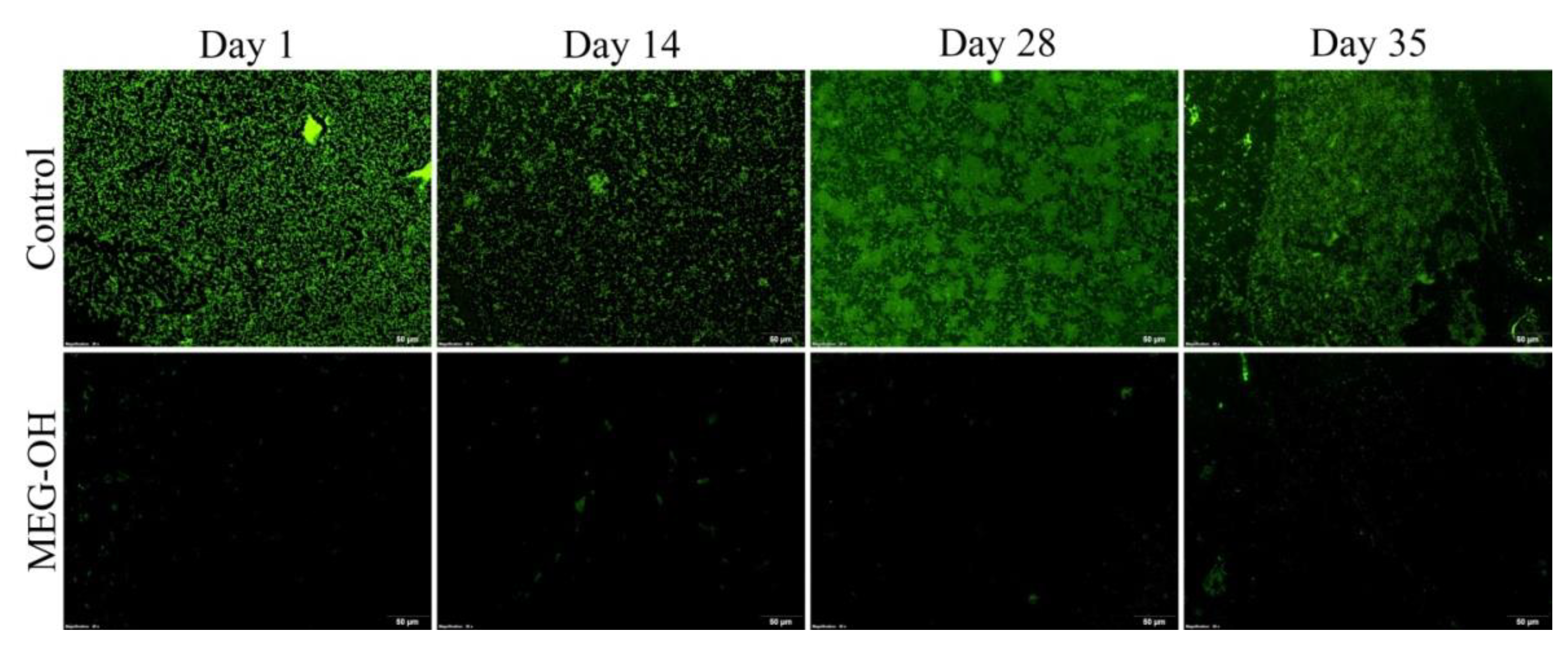 Biomedicines 10 00979 g003