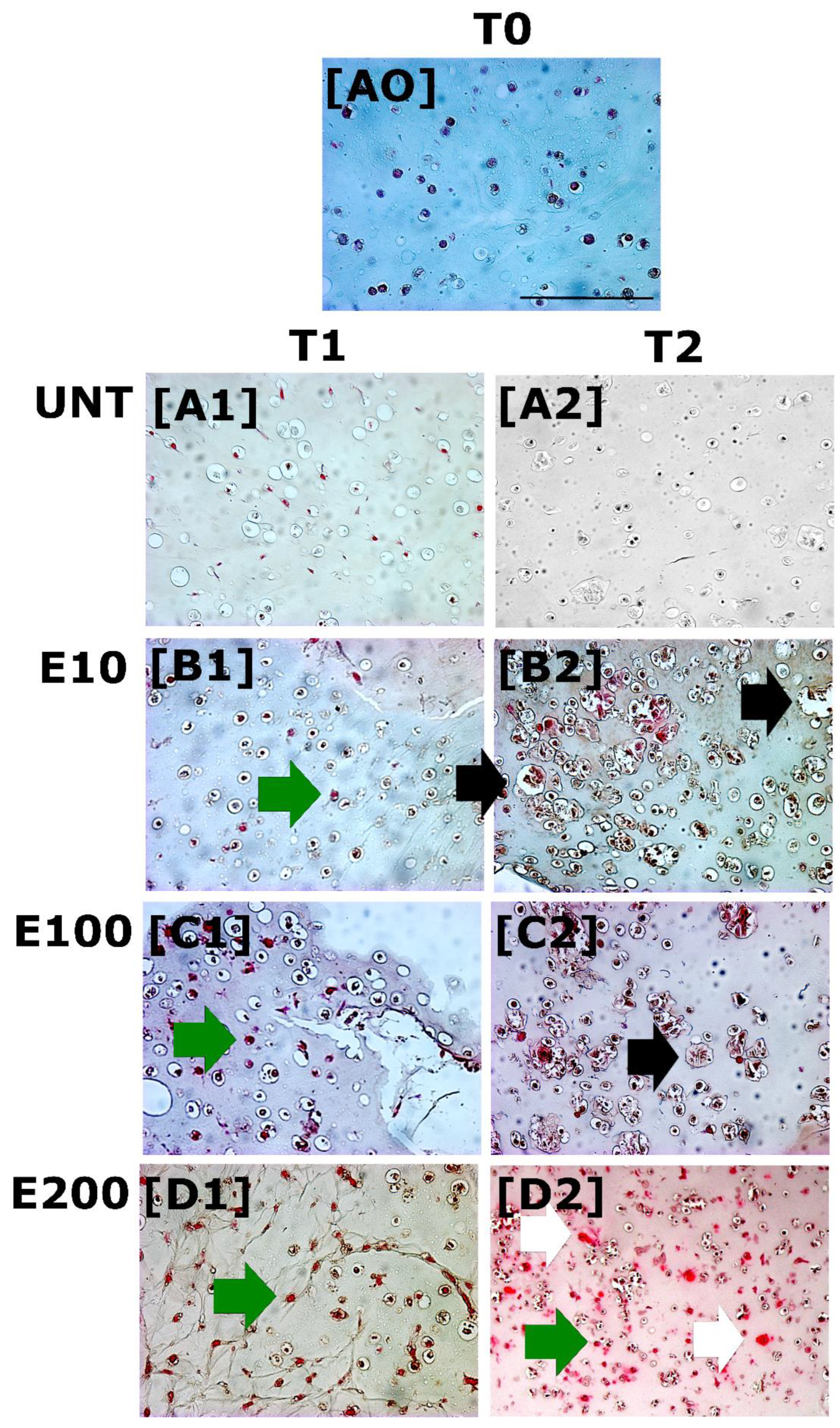 Biomedicines 10 02415 g003