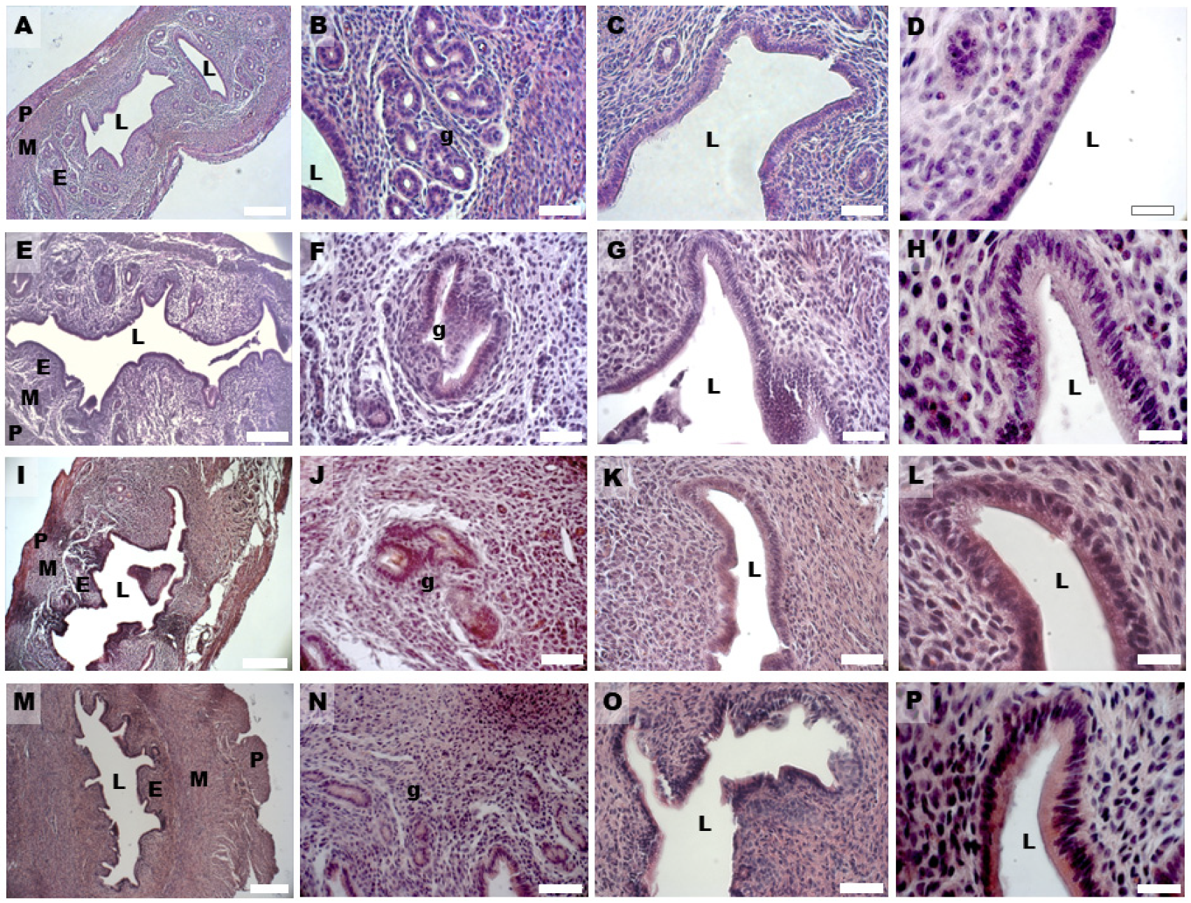 Biomedicines 11 00374 g002