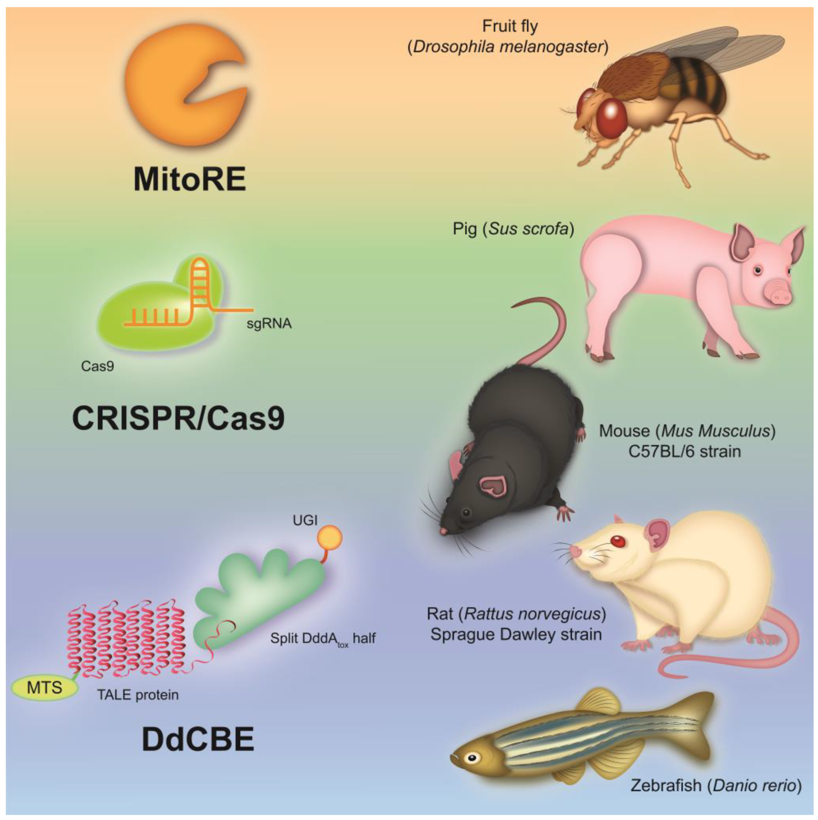 Biomedicines 11 00532 g001