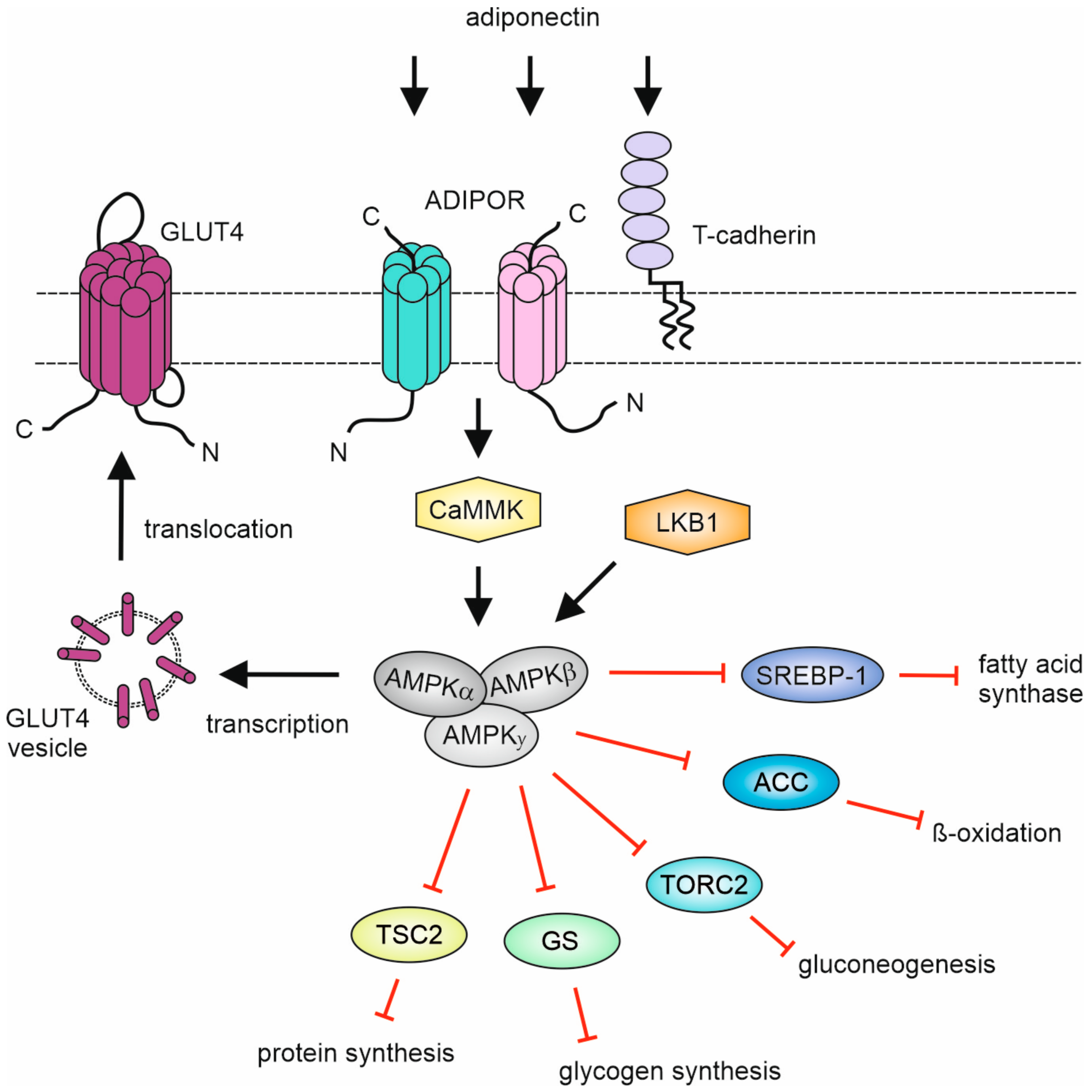 Biomedicines 11 00559 g003