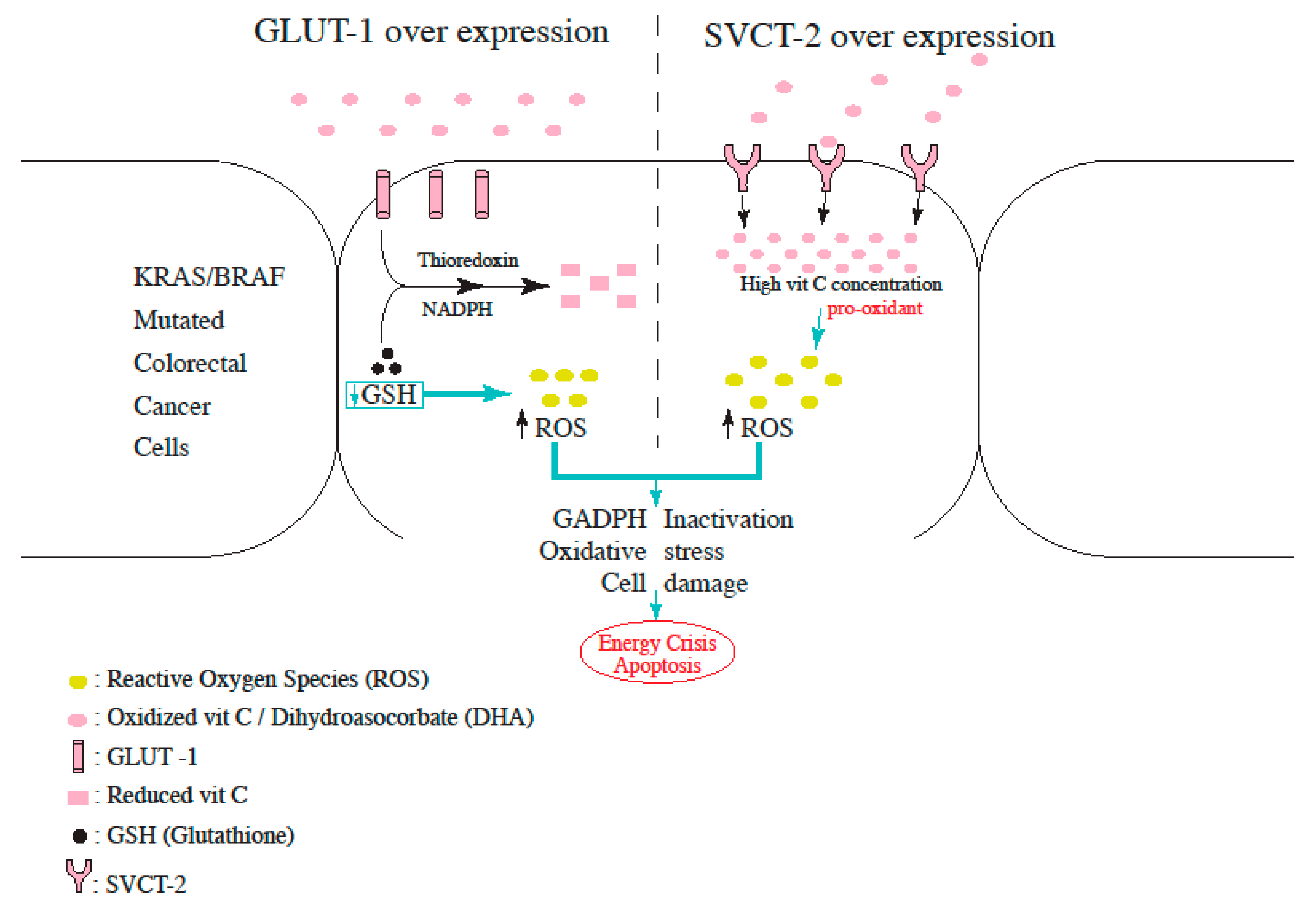 Biomedicines 11 00678 g002