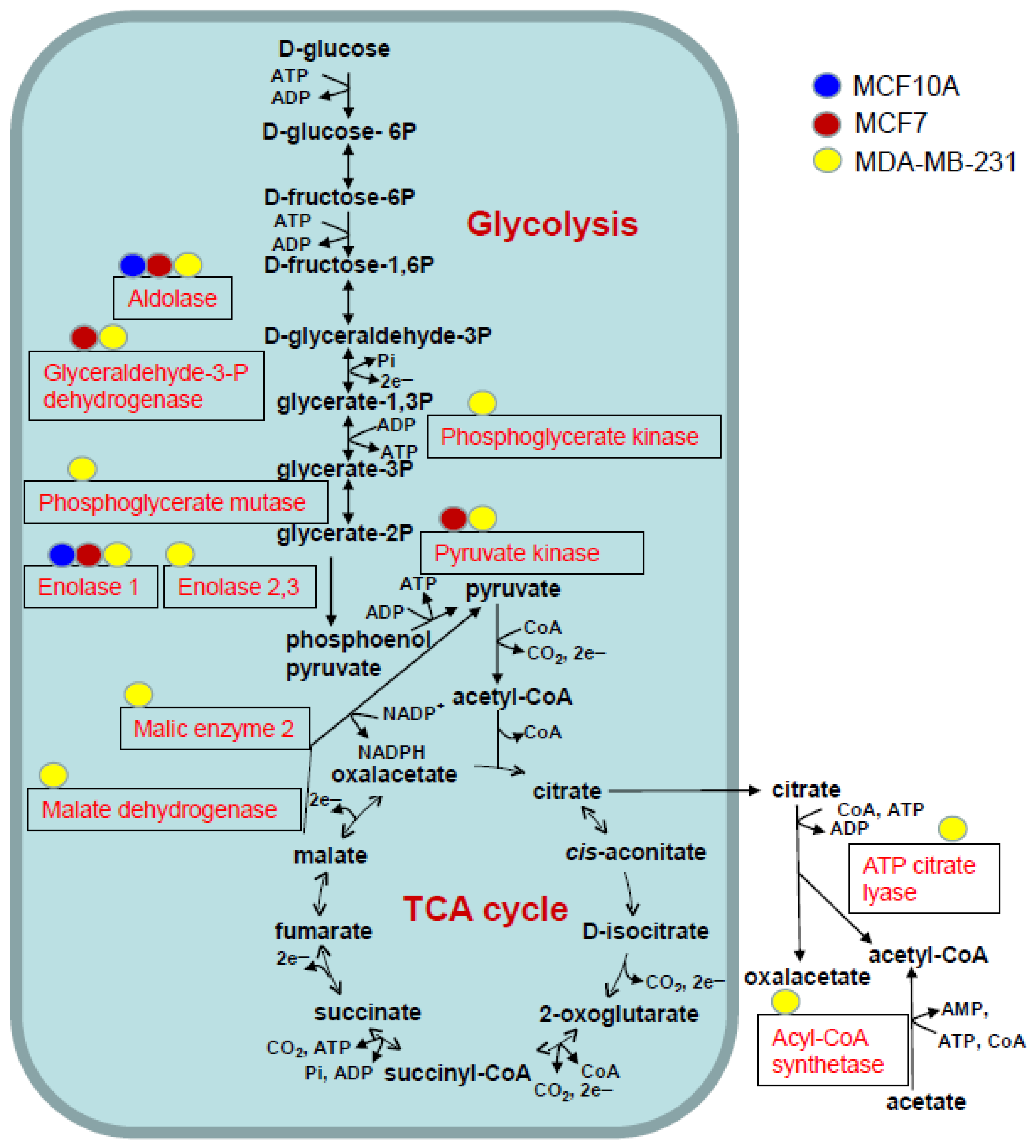 Biomedicines 11 01076 g005