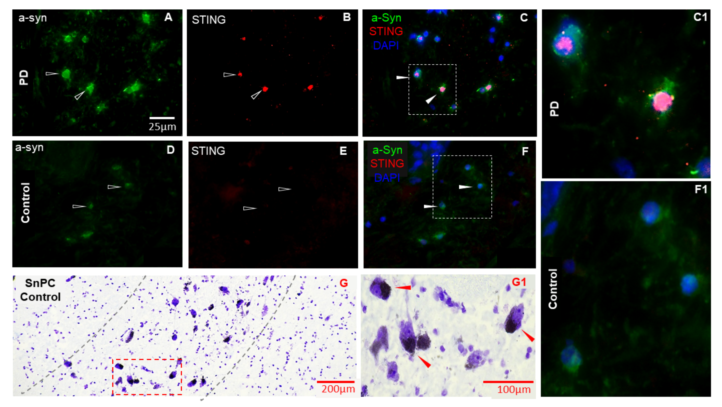 Biomedicines 11 01375 g002