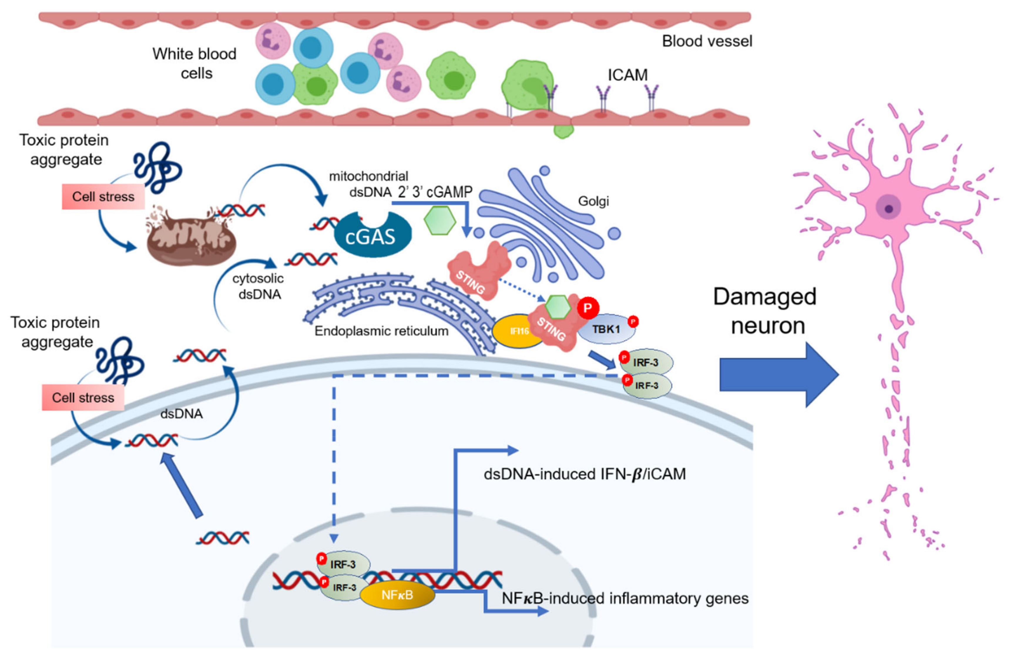 Biomedicines 11 01375 g008
