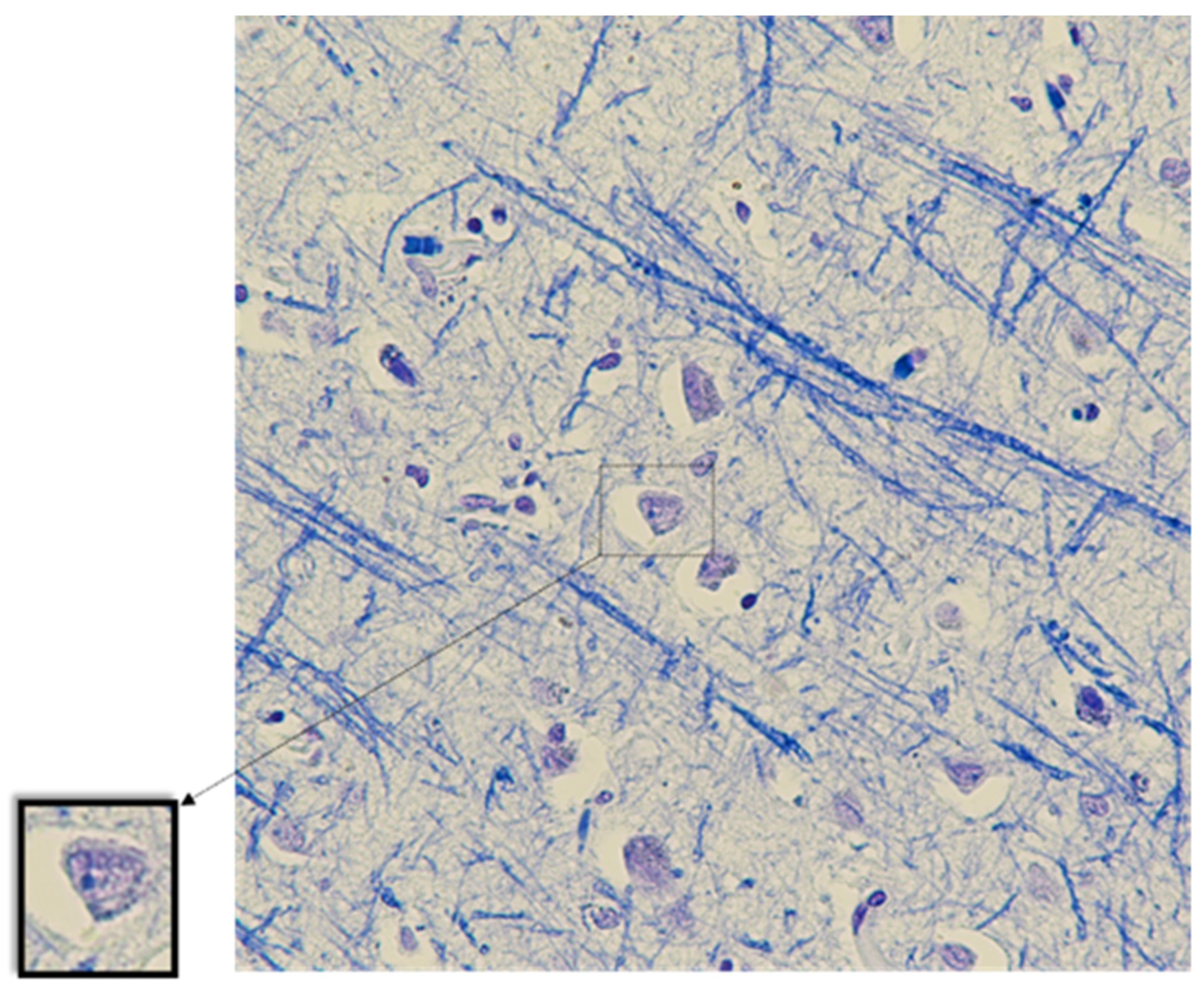 Biomedicines 11 01407 g002