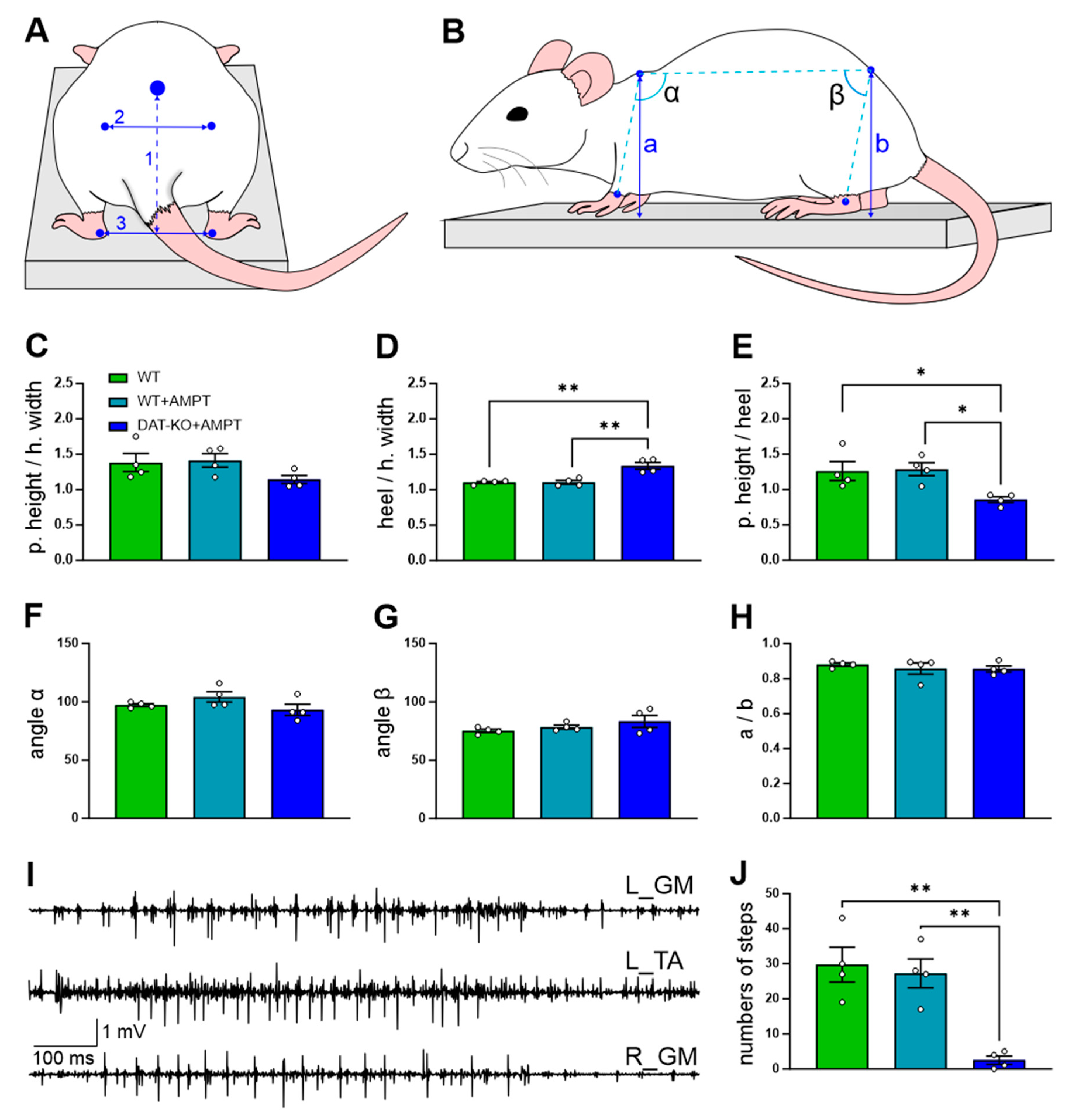 Biomedicines 11 01958 g001