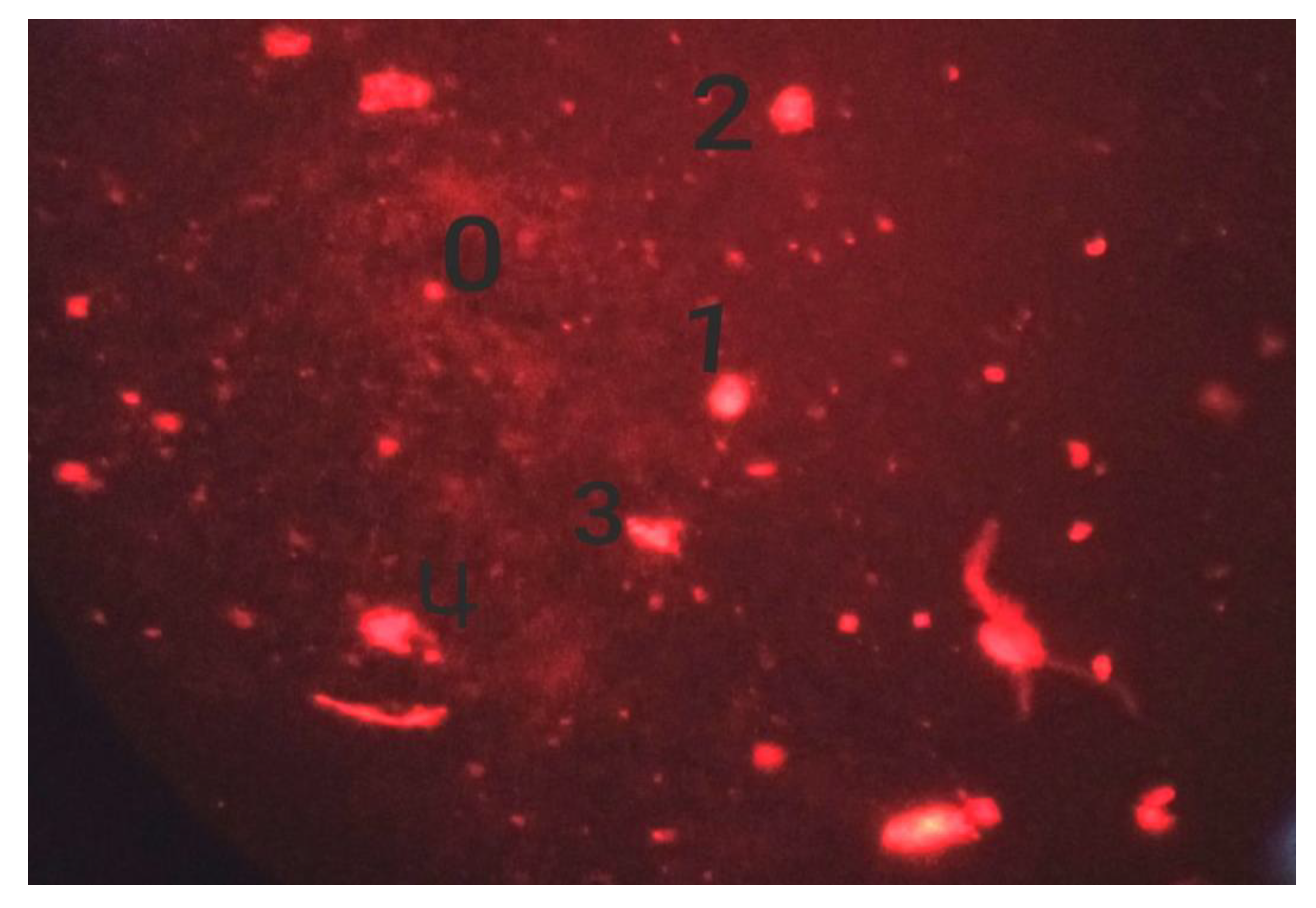 Biomedicines 11 01959 g003