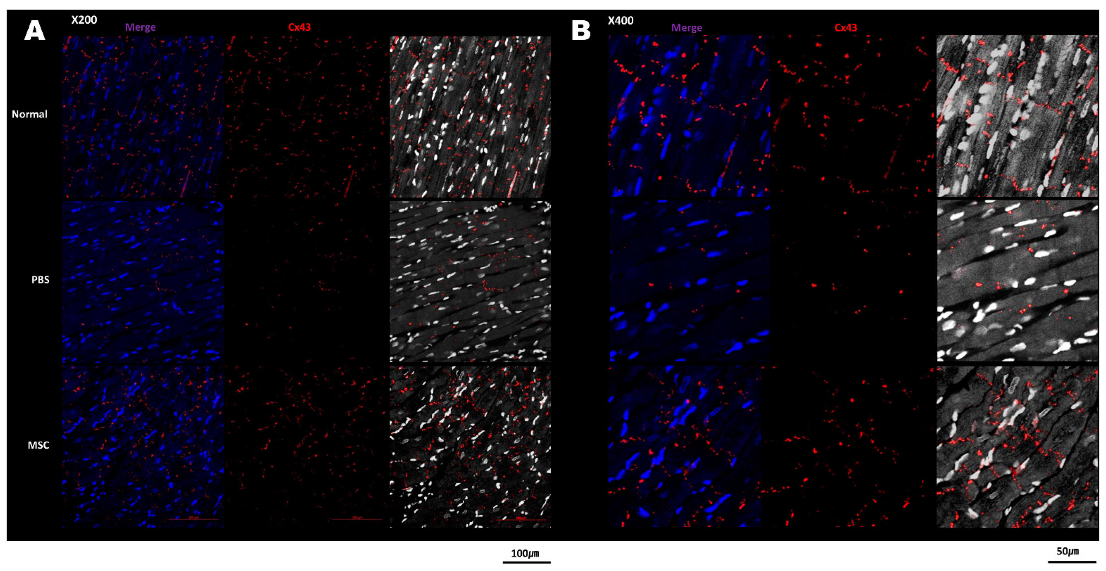 Biomedicines 11 02141 g004