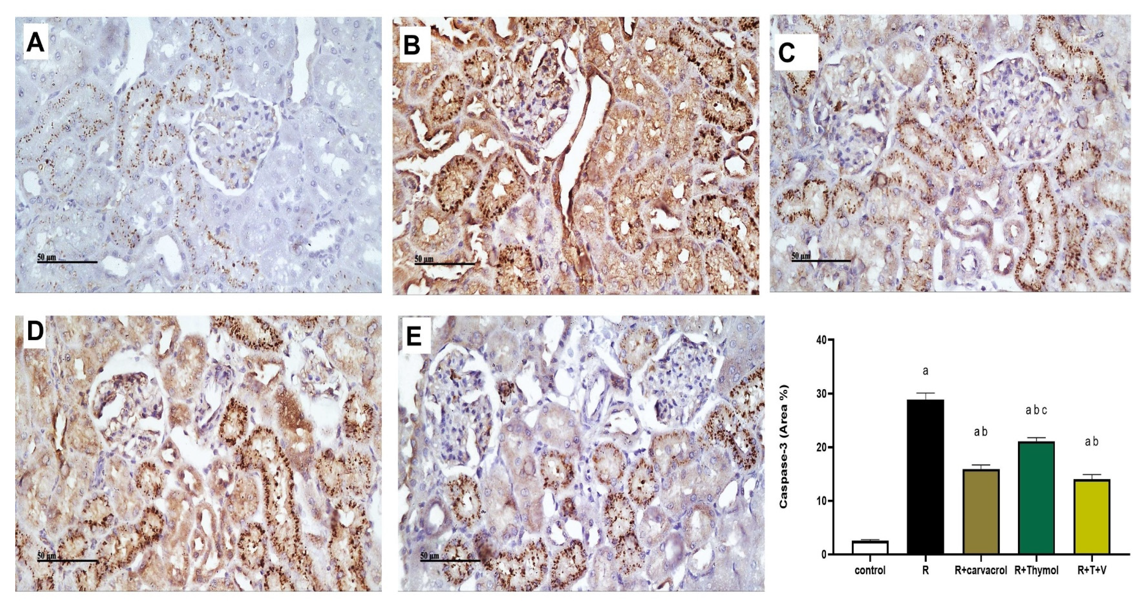 Biomedicines 11 02521 g003
