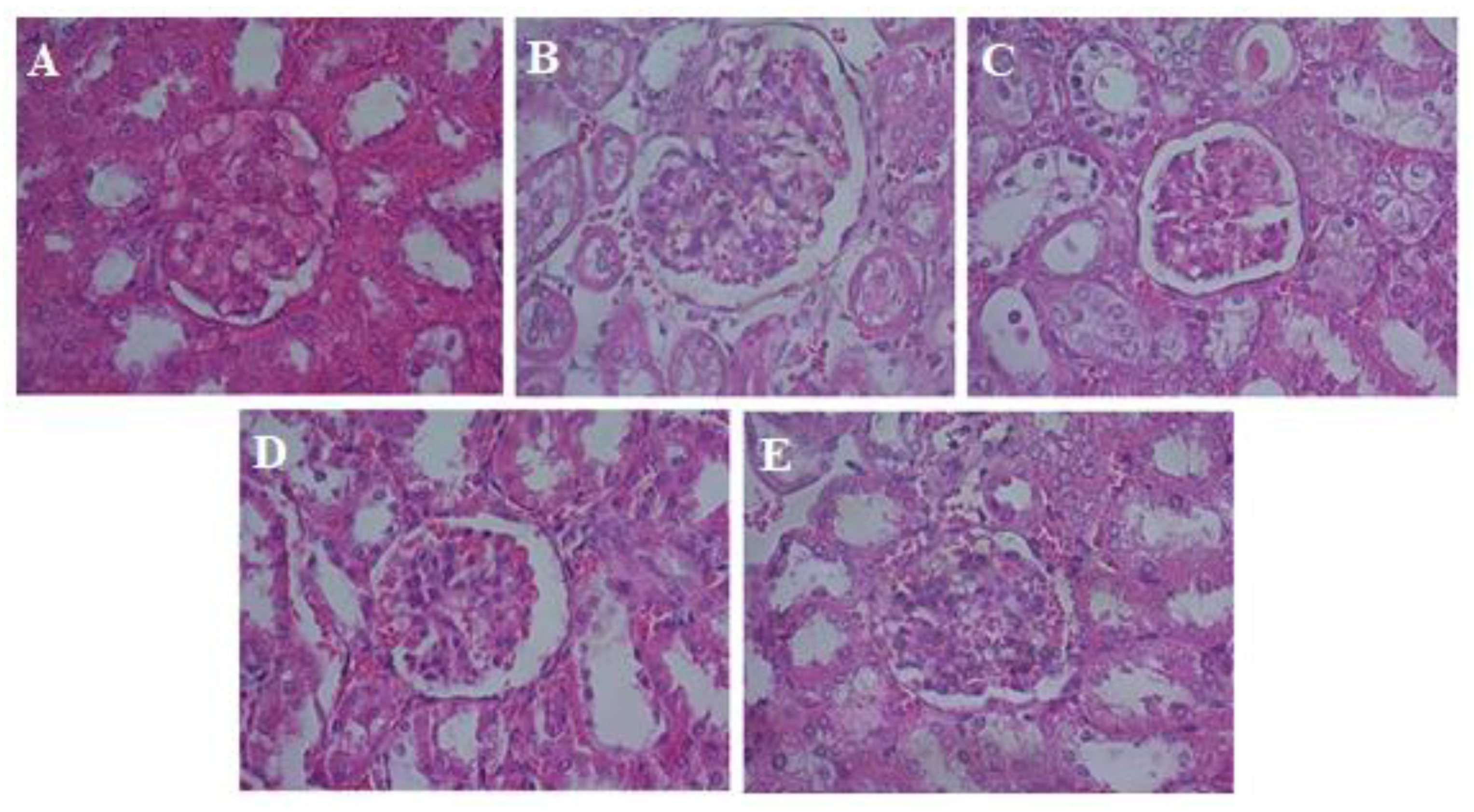 Biomedicines 11 02537 g003