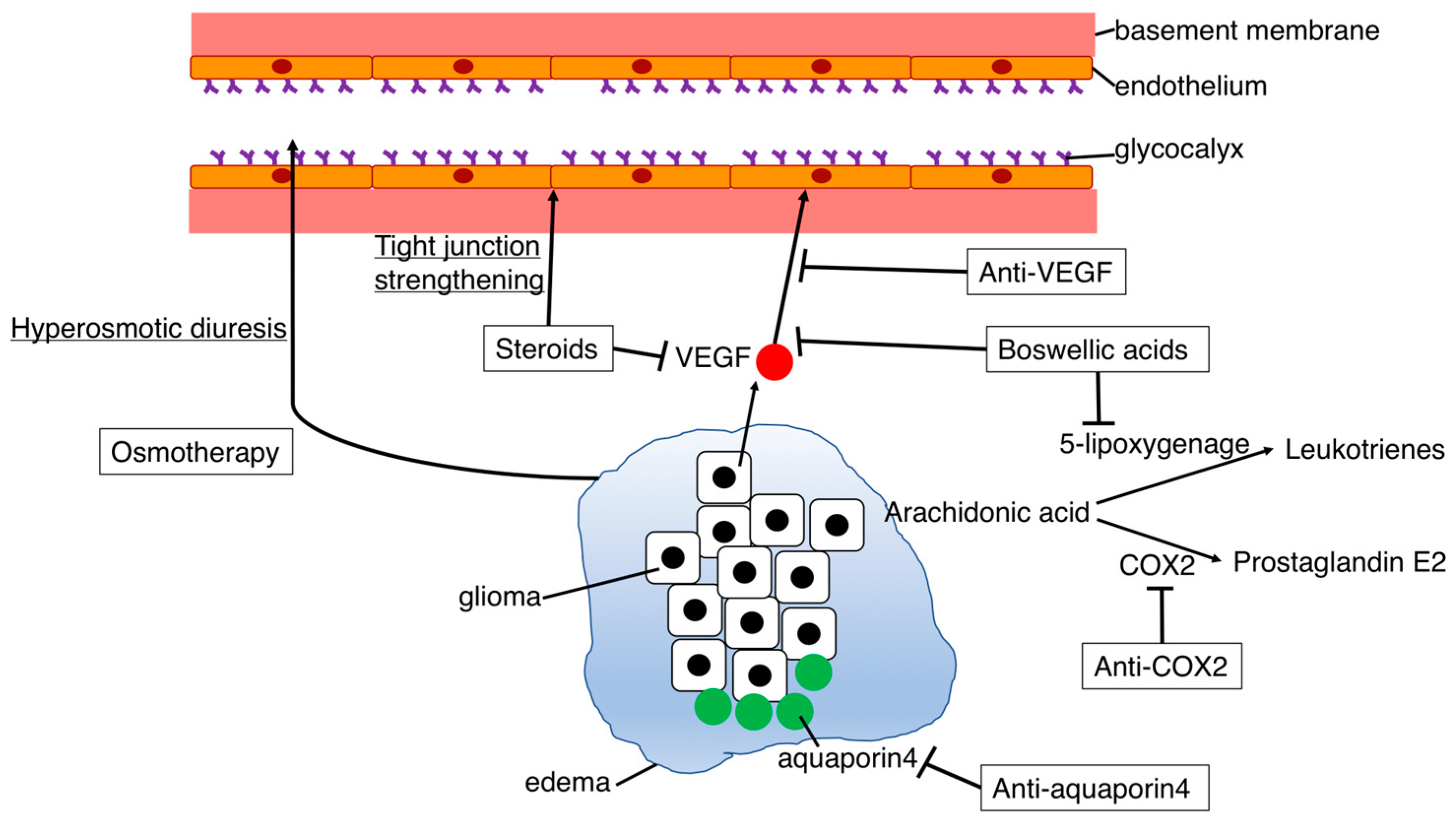 Biomedicines 11 02731 g004